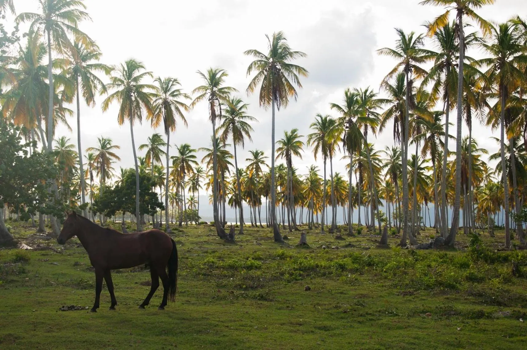 Natural landscape in 21 Palms