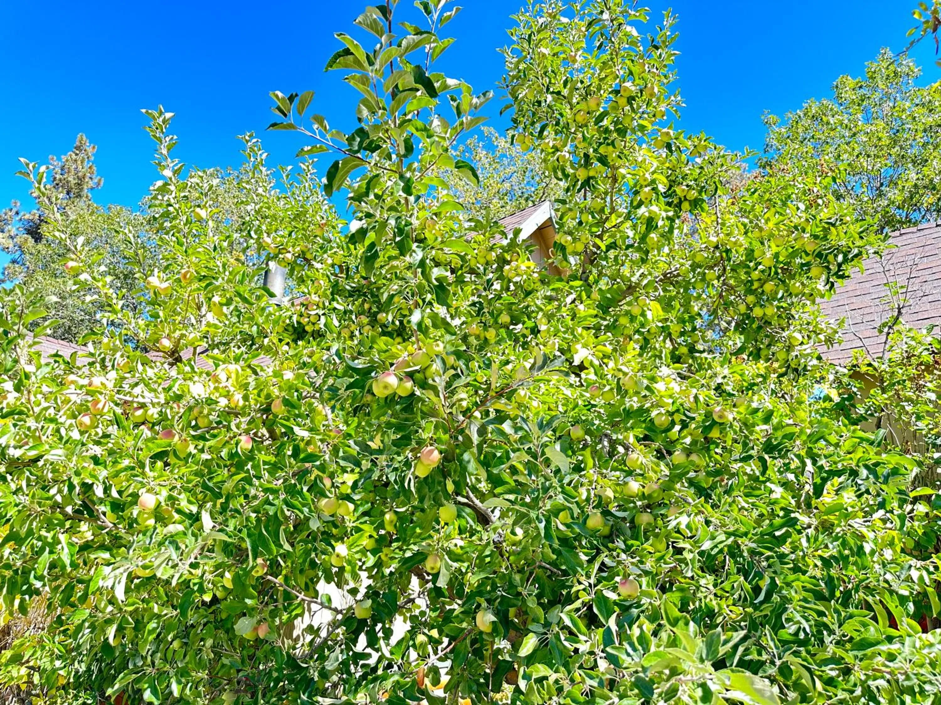 Other in Bear Creek Resort