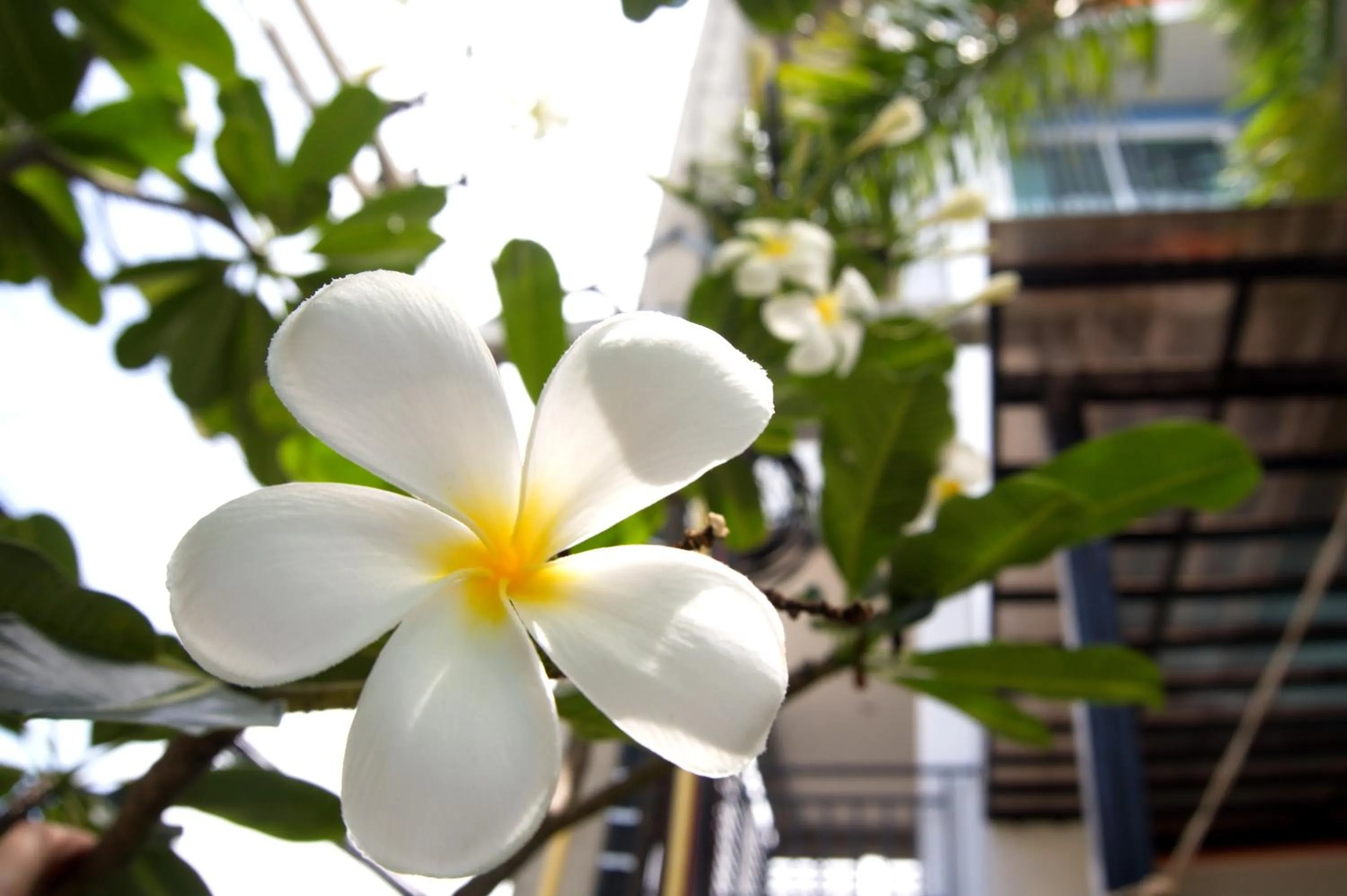 Decorative detail in Evergreen Resort Cha-am