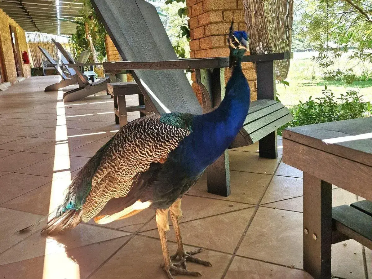 Patio in Airport Bird & Game Lodge Patio in Airport Bird & Game Lodge