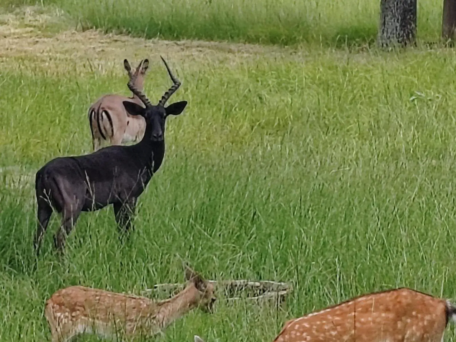 Garden in Airport Bird & Game Lodge Garden in Airport Bird & Game Lodge
