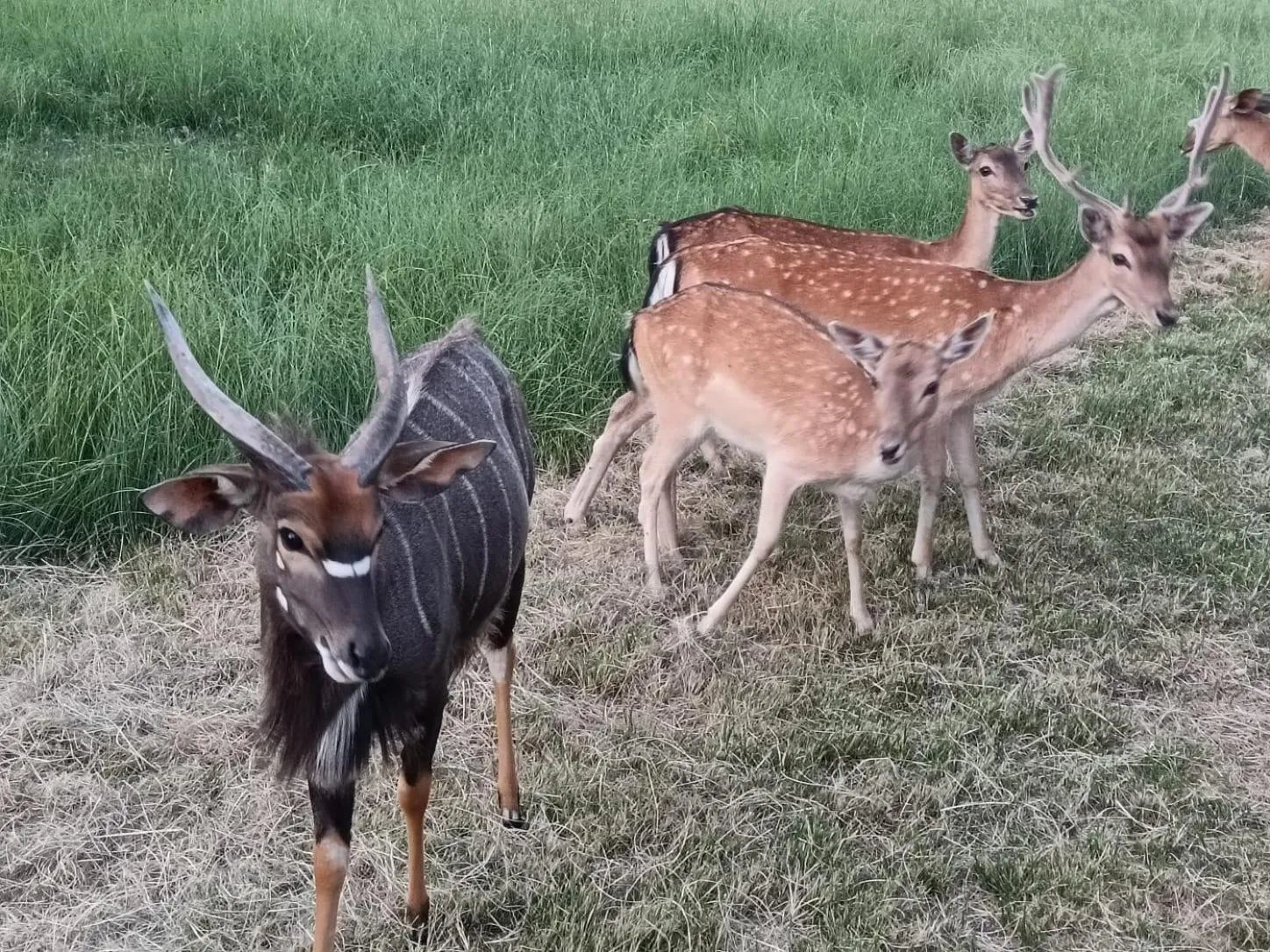 Natural landscape in Airport Bird & Game Lodge
