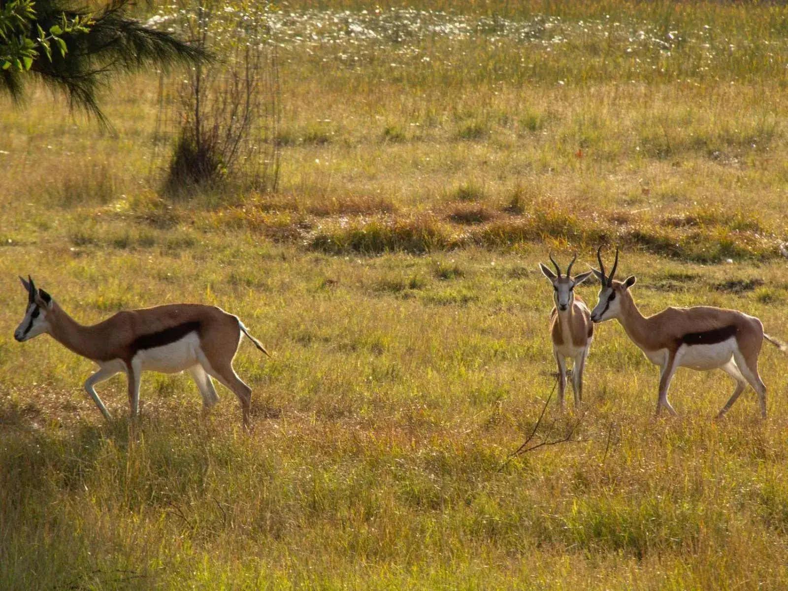 Natural landscape in Airport Bird & Game Lodge Natural landscape in Airport Bird & Game Lodge