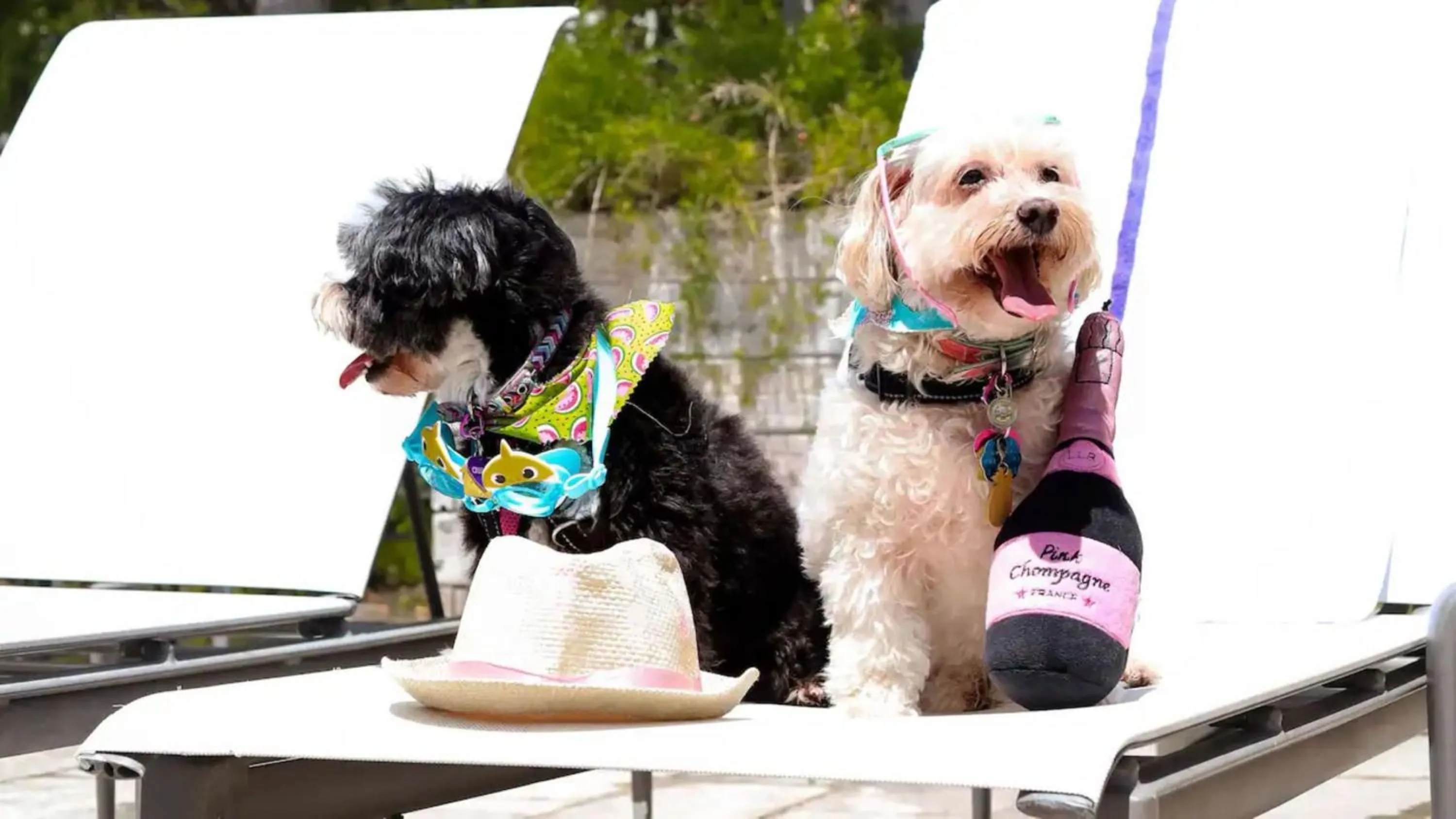 Pets in Hyatt Place San Juan