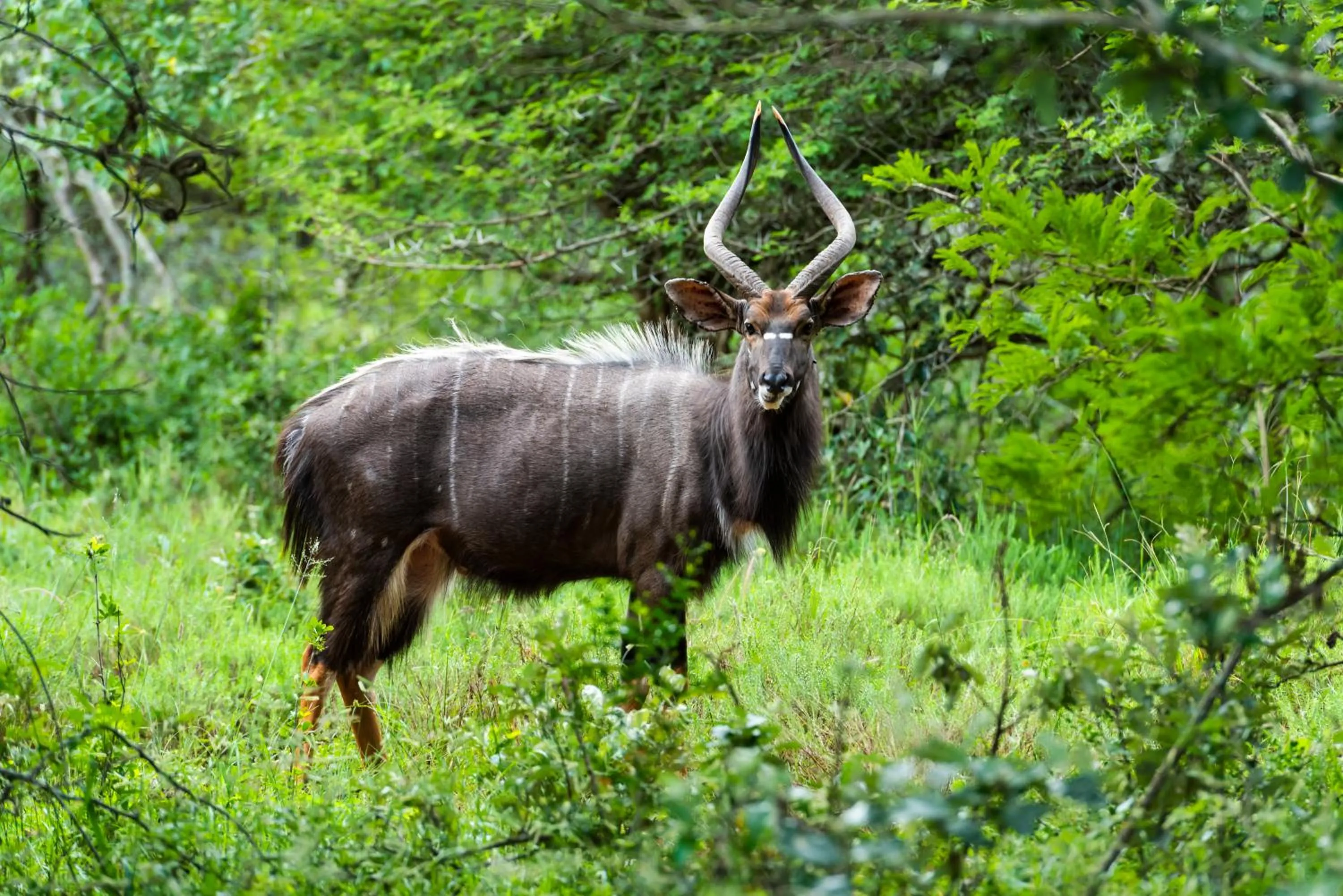 Animals in Leopard Walk Lodge