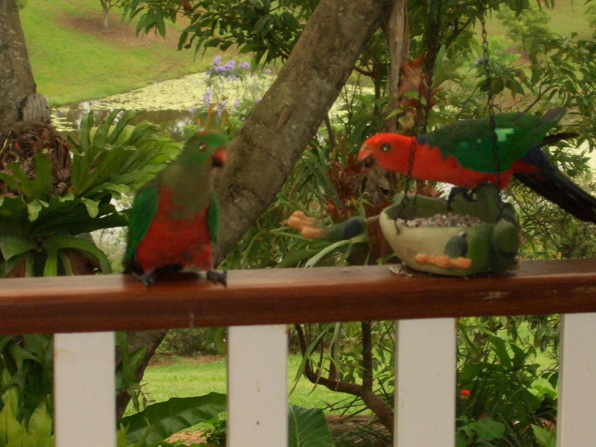 Animals in Amamoor Homestead and Country Cottages