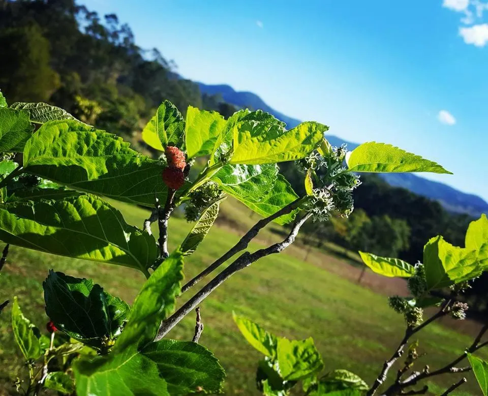 Garden in Amamoor Homestead and Country Cottages