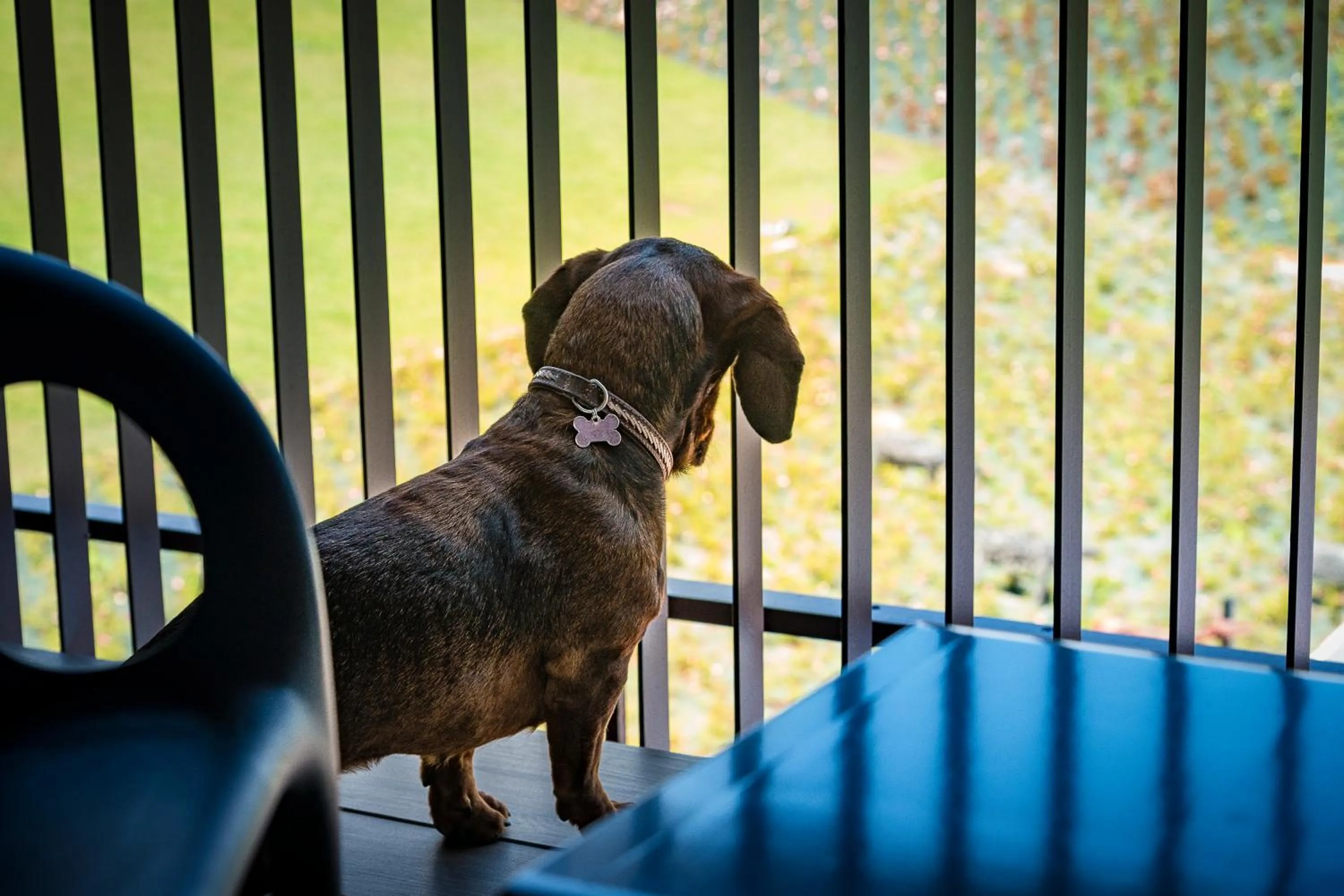 Animals in Villaverde Hotel Spa&Golf Udine