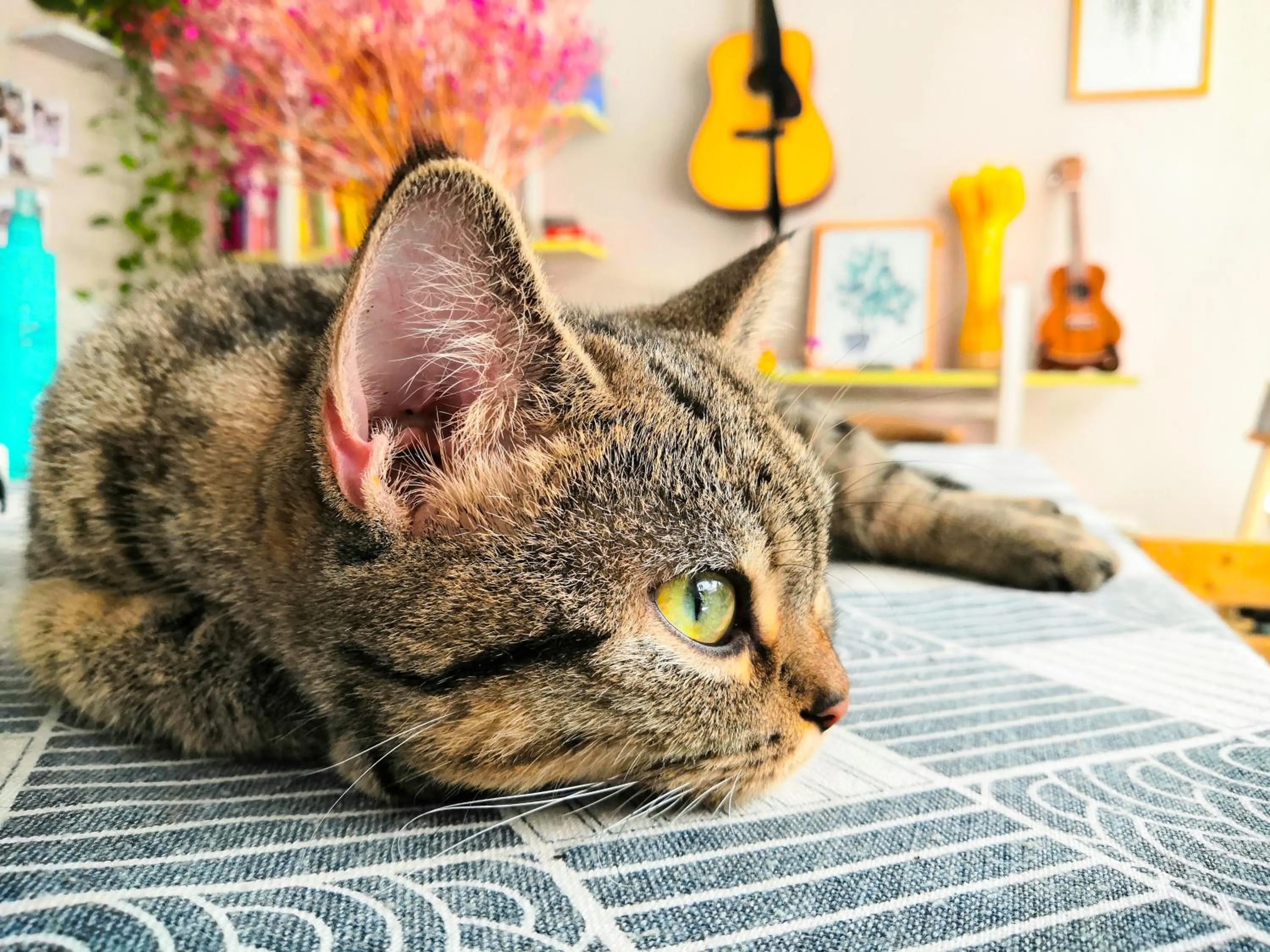 Animals in Murphy Youth Hostel Guilin桂林北站莫非青年旅舍