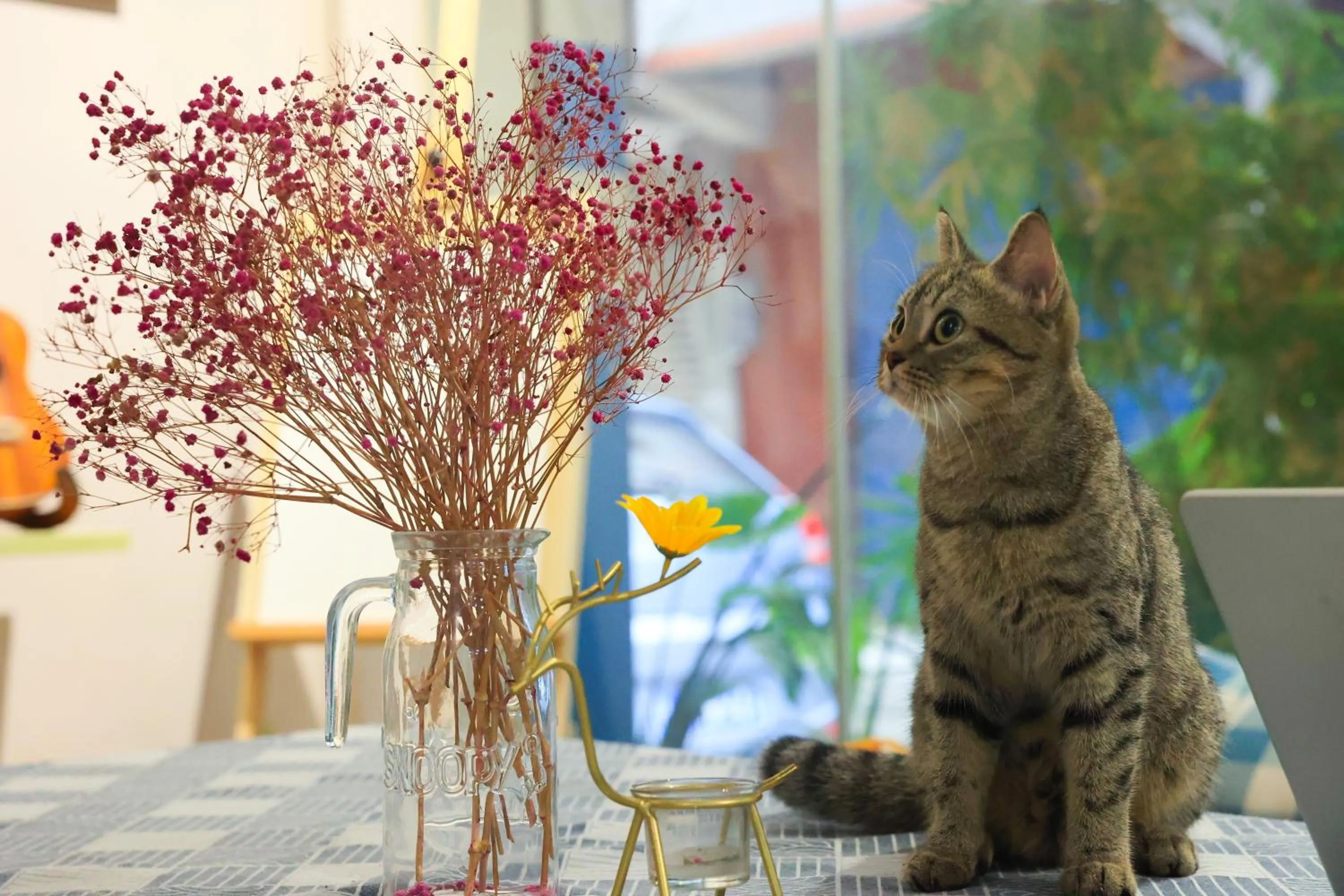 Animals in Murphy Youth Hostel Guilin桂林北站莫非青年旅舍