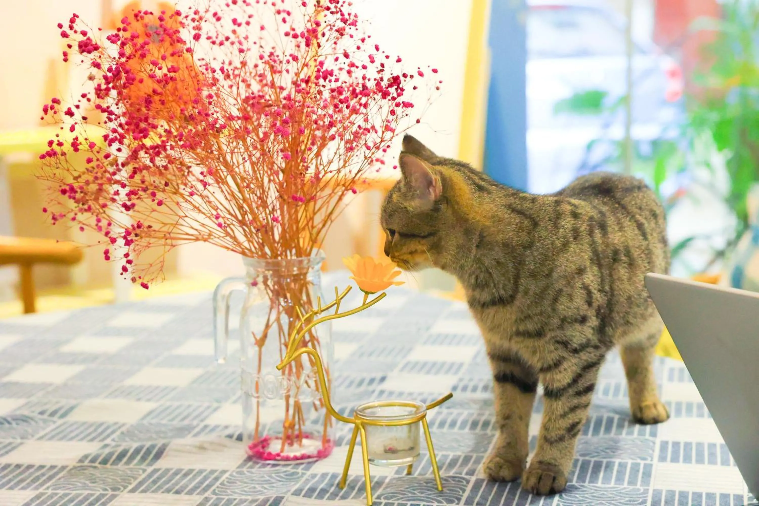 Animals in Murphy Youth Hostel Guilin桂林北站莫非青年旅舍