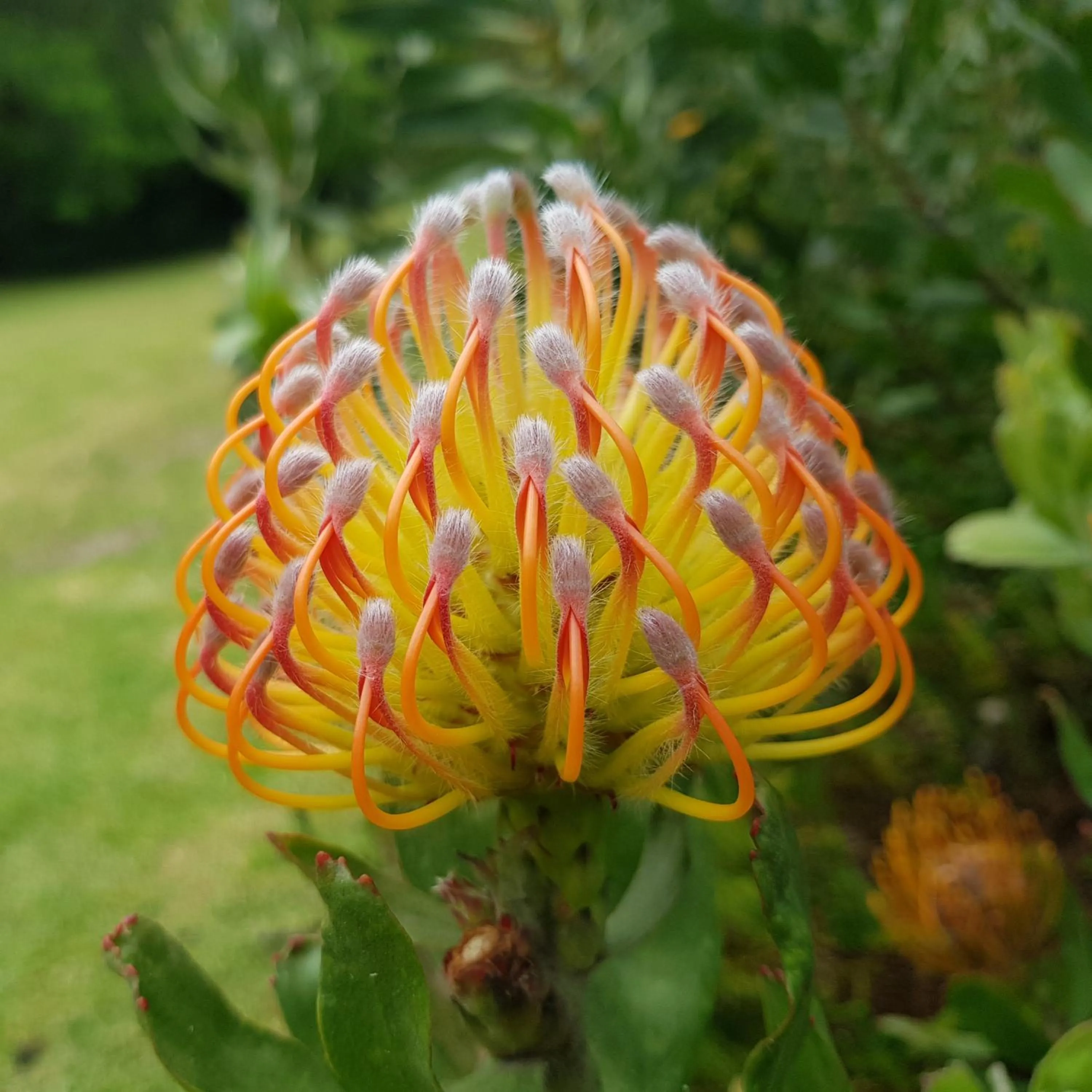 Garden in Pumula Lodge 4 Star Guesthouse Knysna