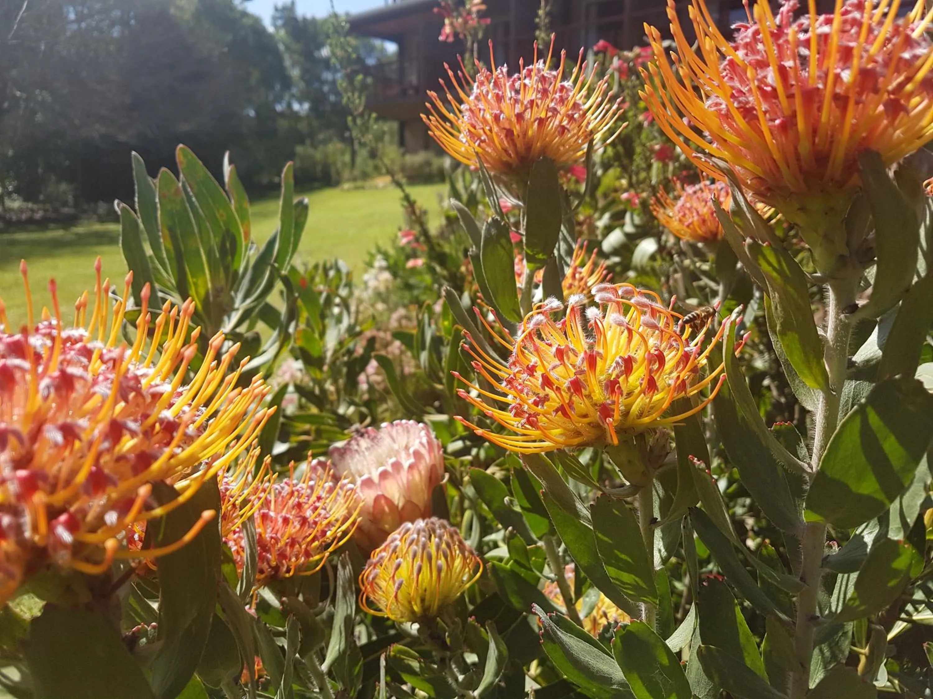 Garden in Pumula Lodge 4 Star Guesthouse Knysna