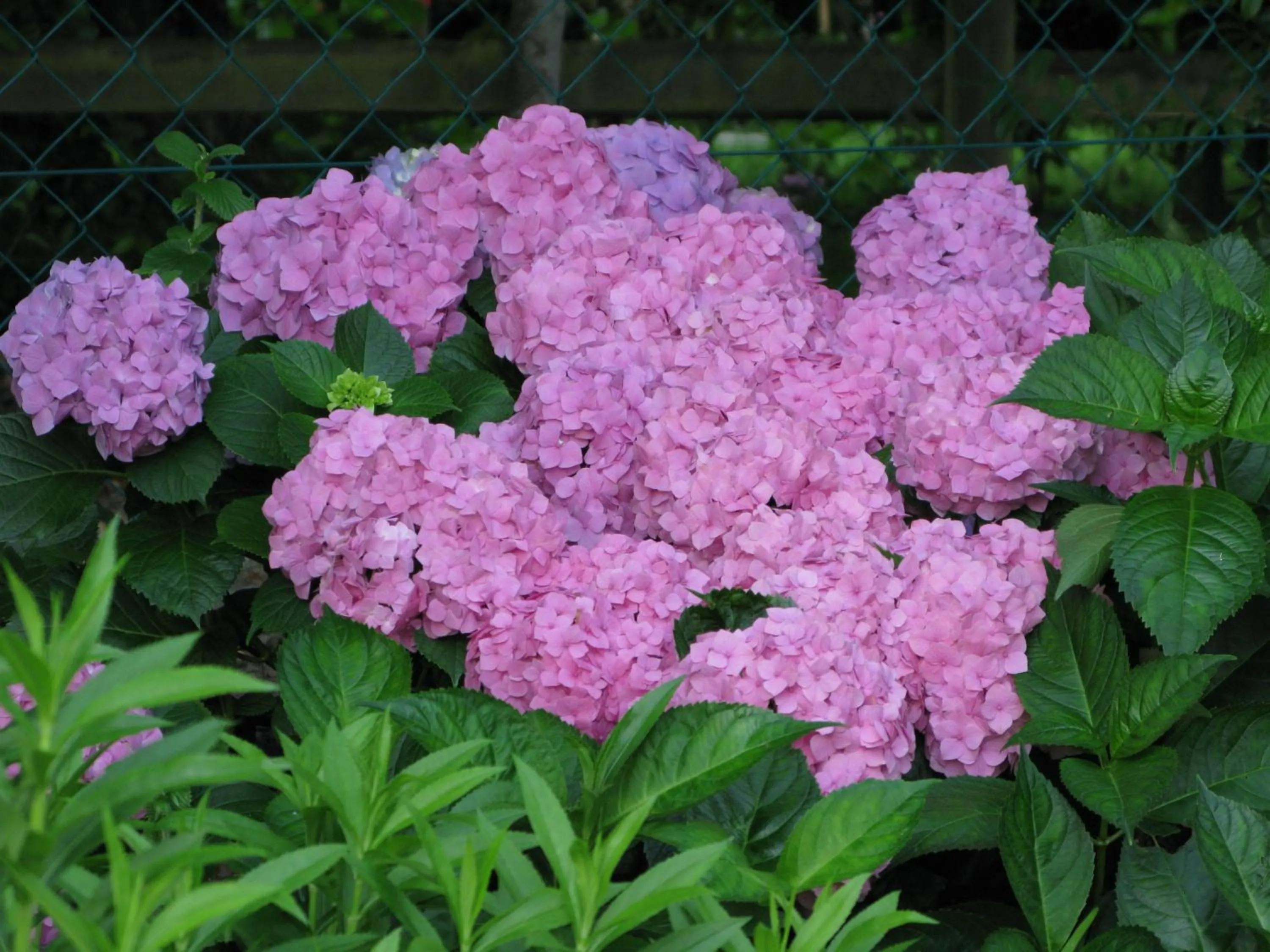 Garden in Pumula Lodge 4 Star Guesthouse Knysna