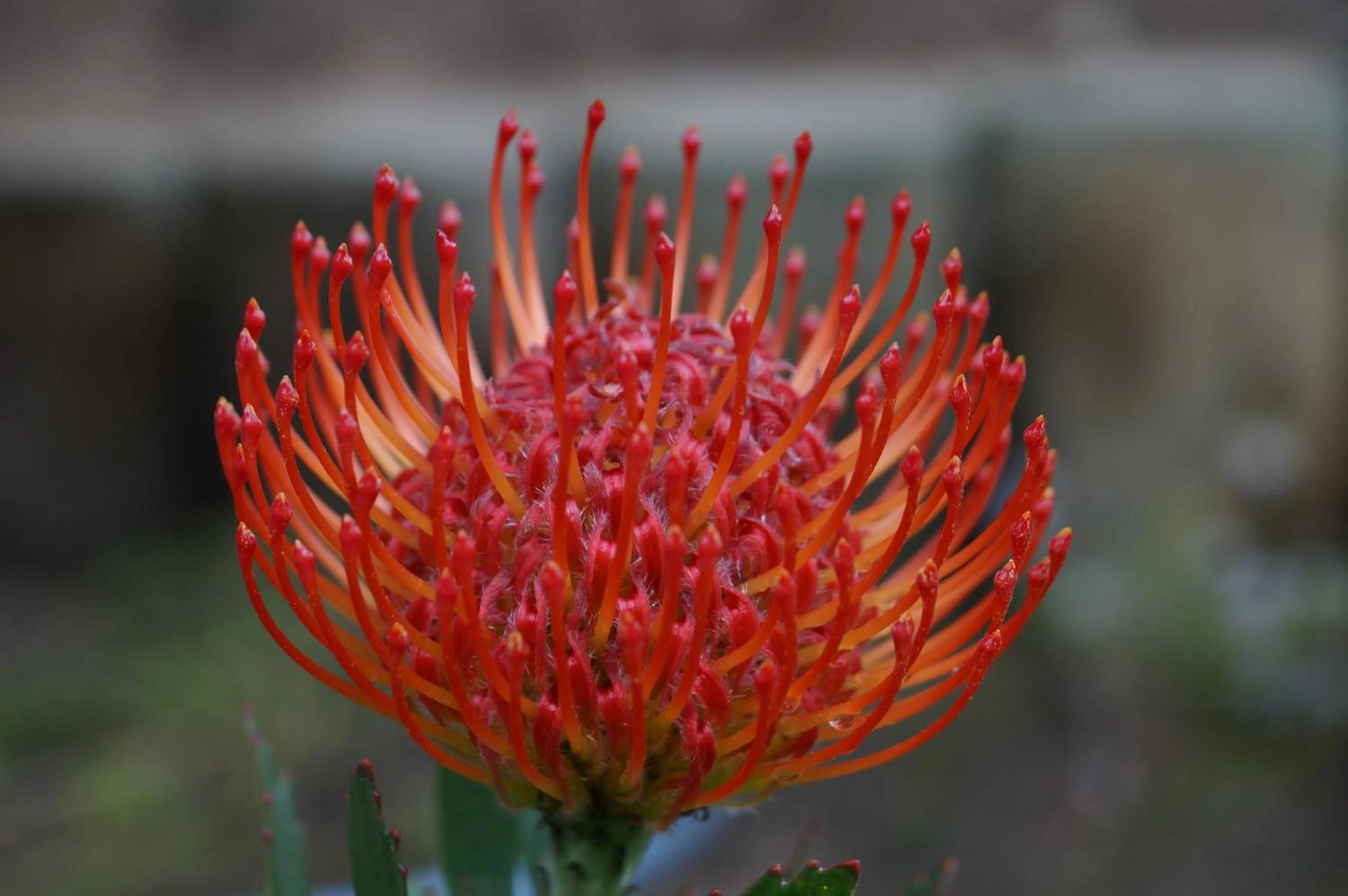 Garden in Pumula Lodge 4 Star Guesthouse Knysna