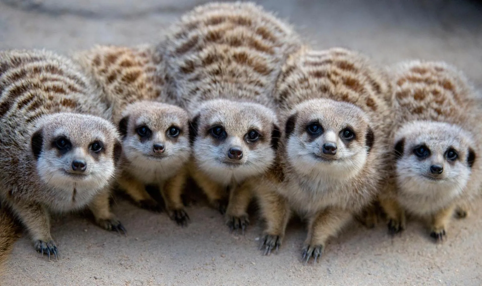 Adelaide Caravan Park - Aspen Holiday Parks