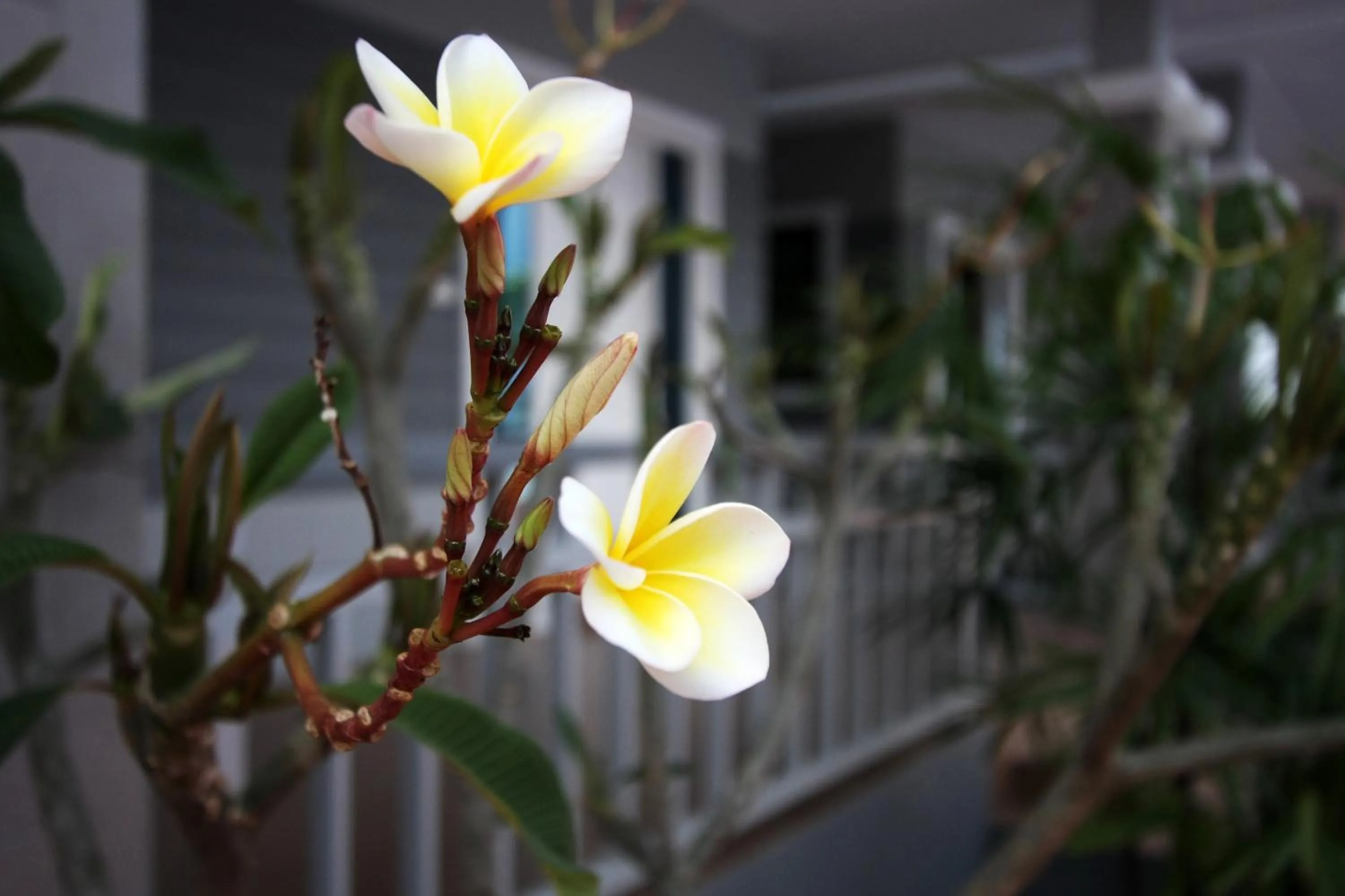 Other in Rongsang Resort