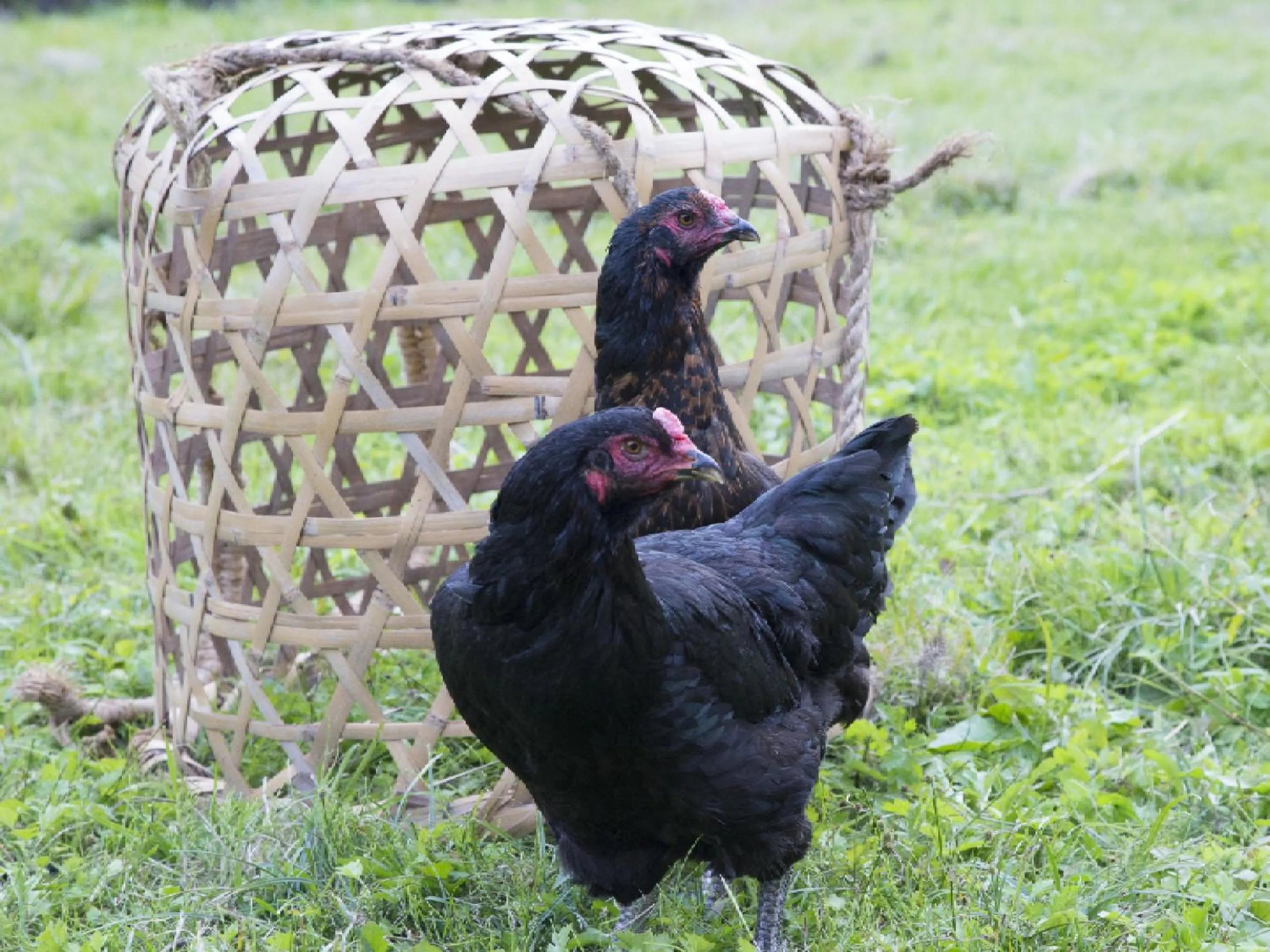 Other in Ryokan Kigusuriya