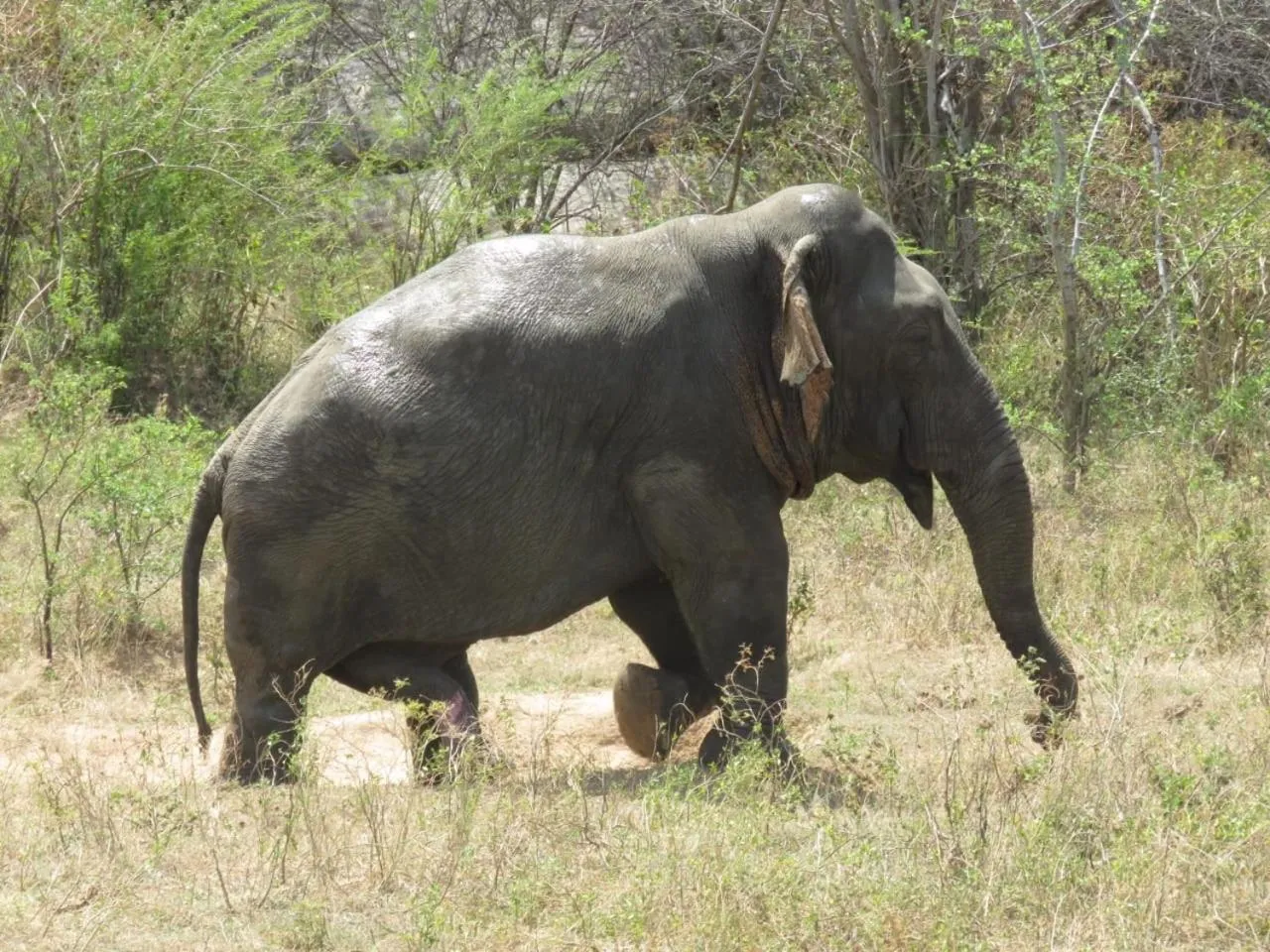 Animals in Birds Paradise Inn