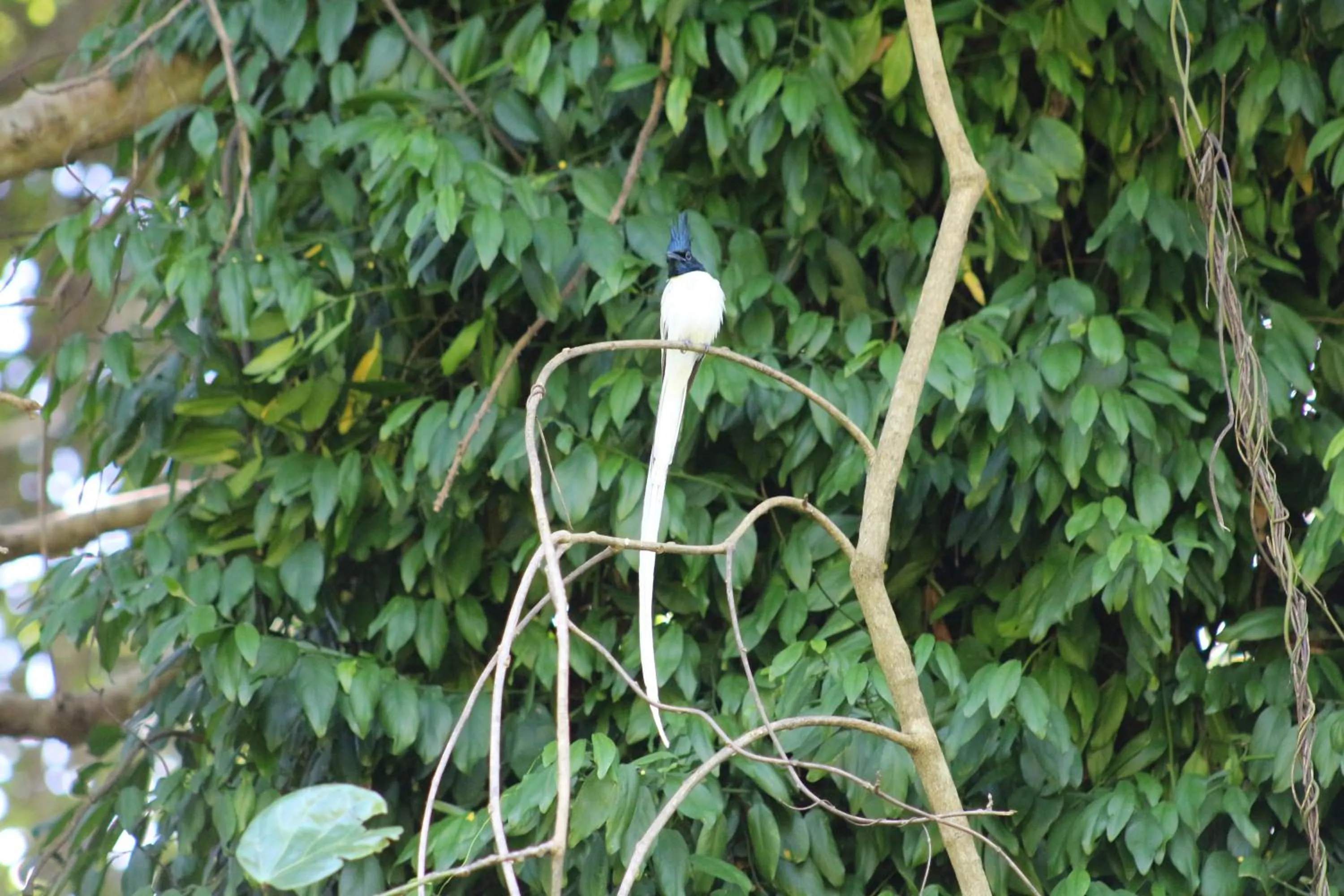 Animals in Birds Paradise Inn