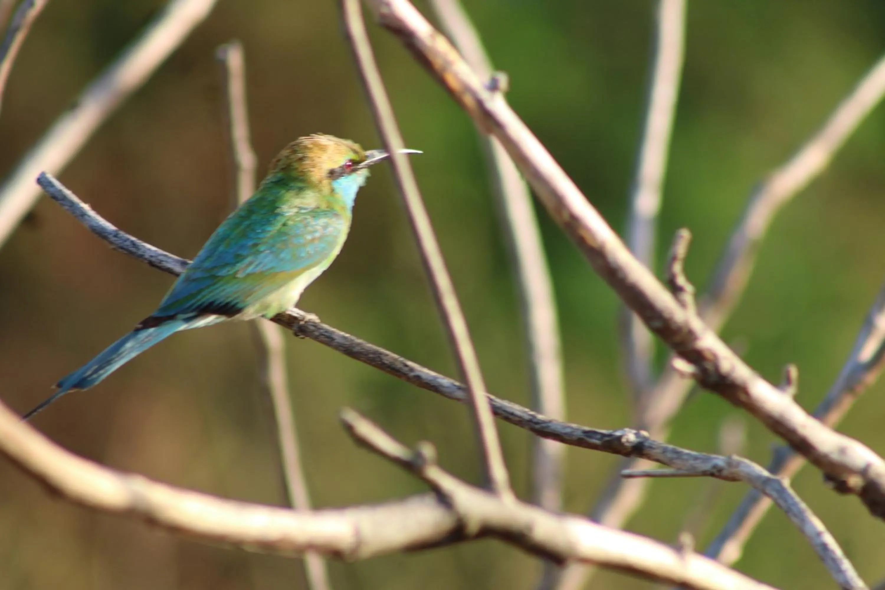 Animals in Birds Paradise Inn