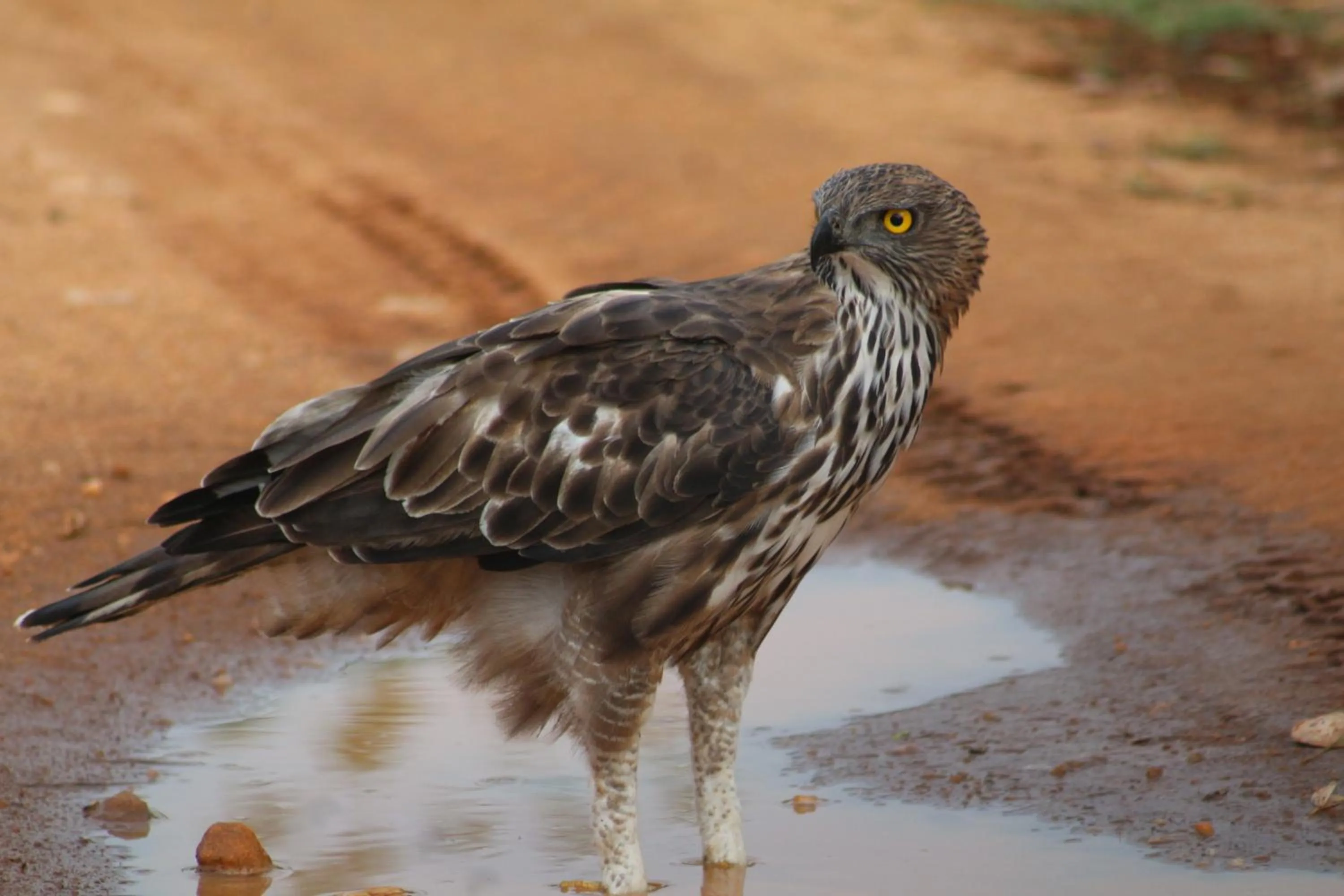 Animals in Birds Paradise Inn
