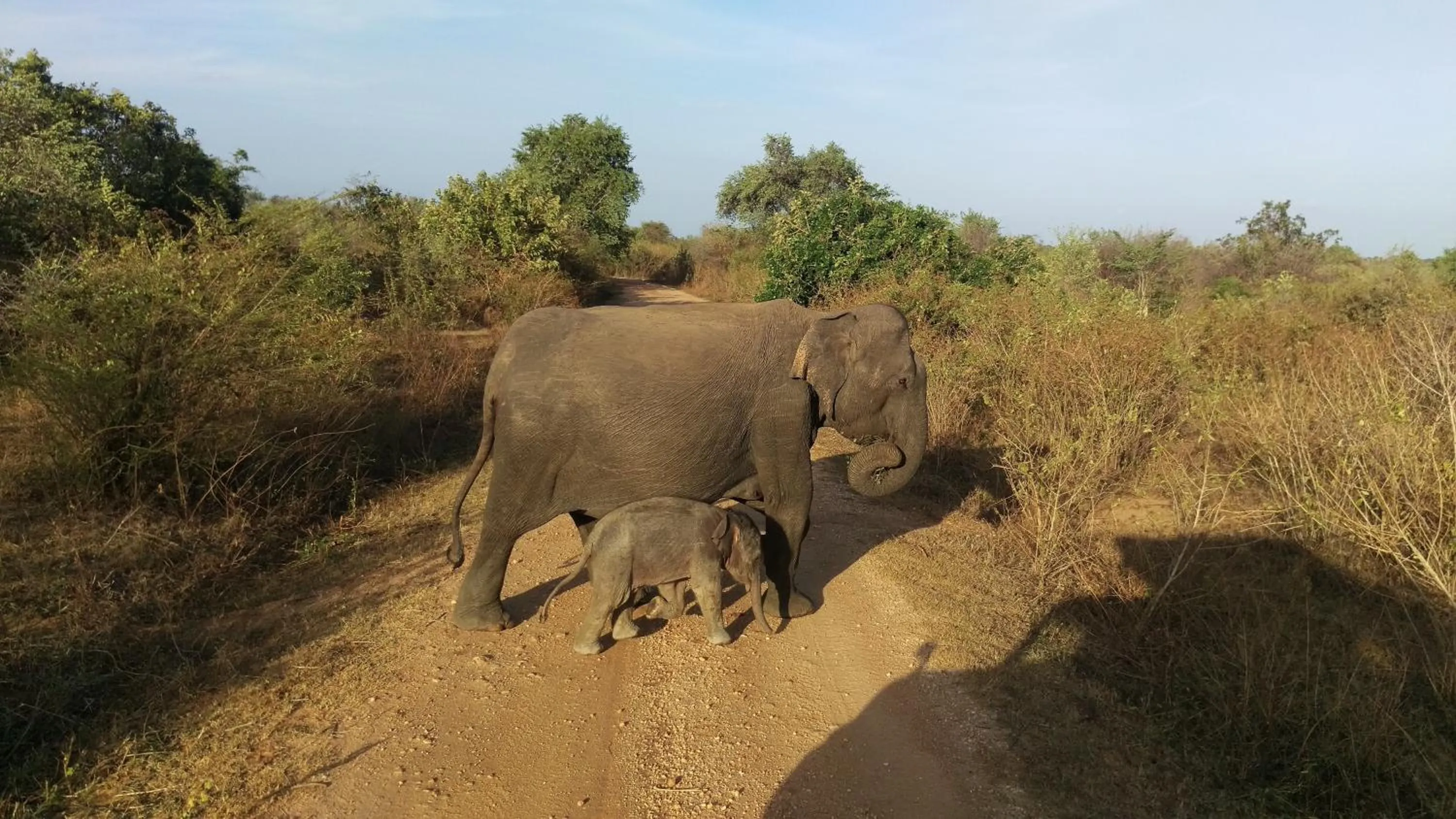 Animals in Birds Paradise Inn