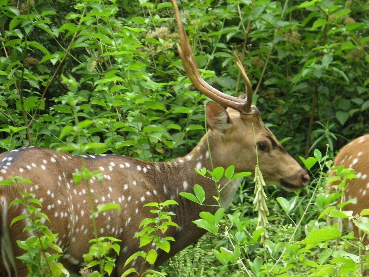 Animals in Birds Paradise Inn