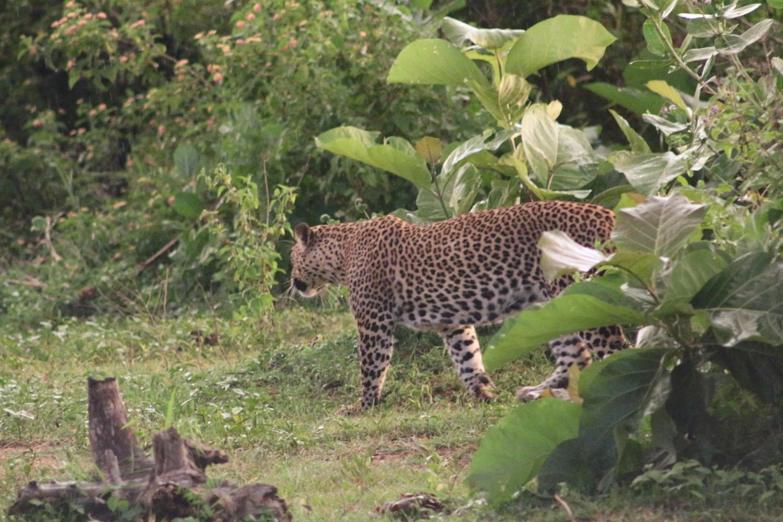 Day in Birds Paradise Inn