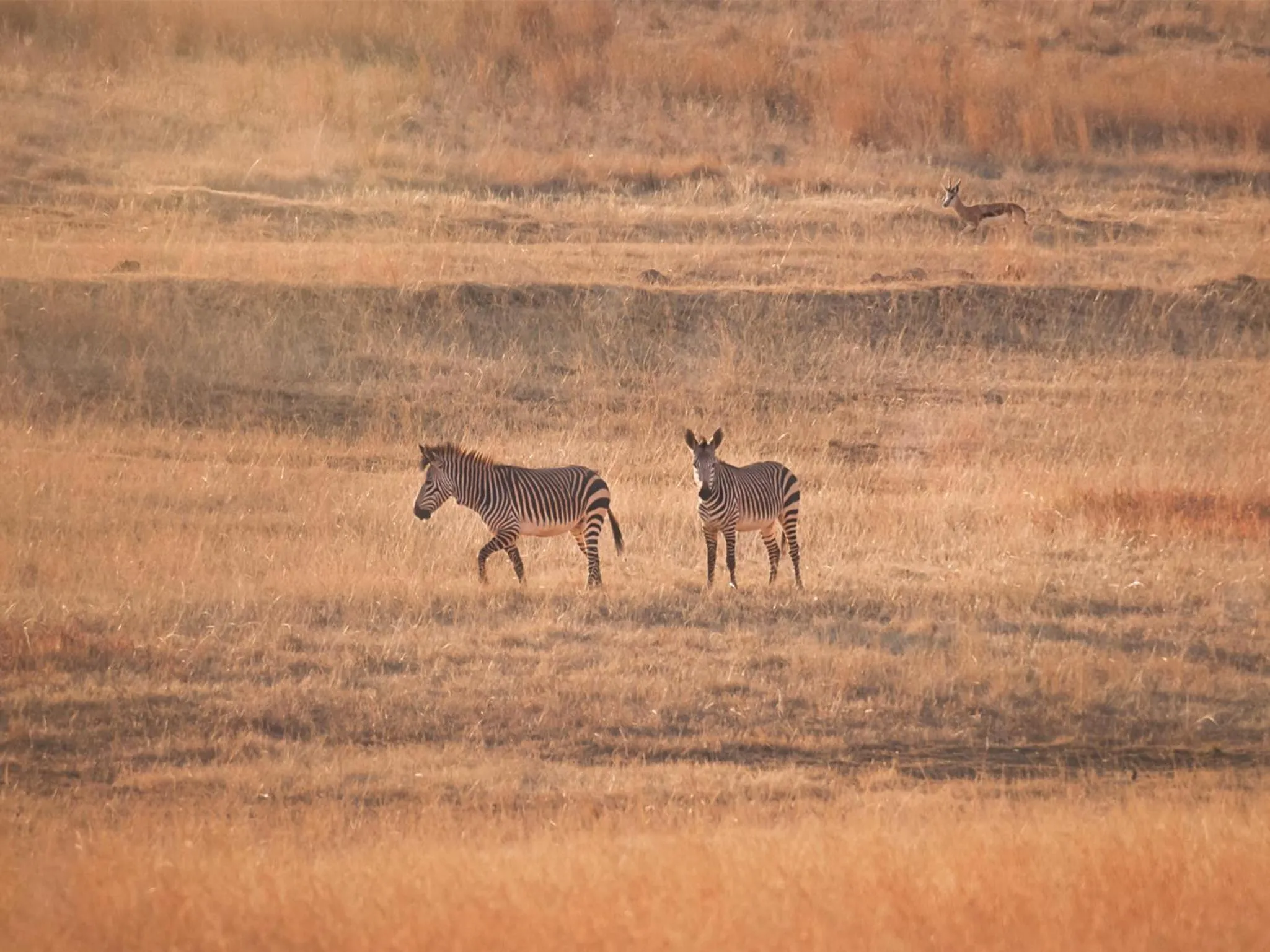 Natural landscape in Kloofzicht Lodge & Spa