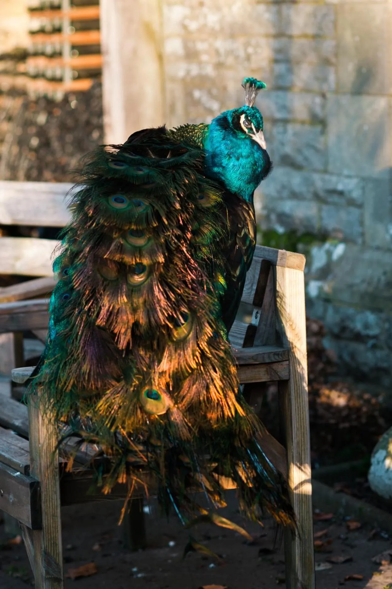 Animals in Simonstone Hall Hotel
