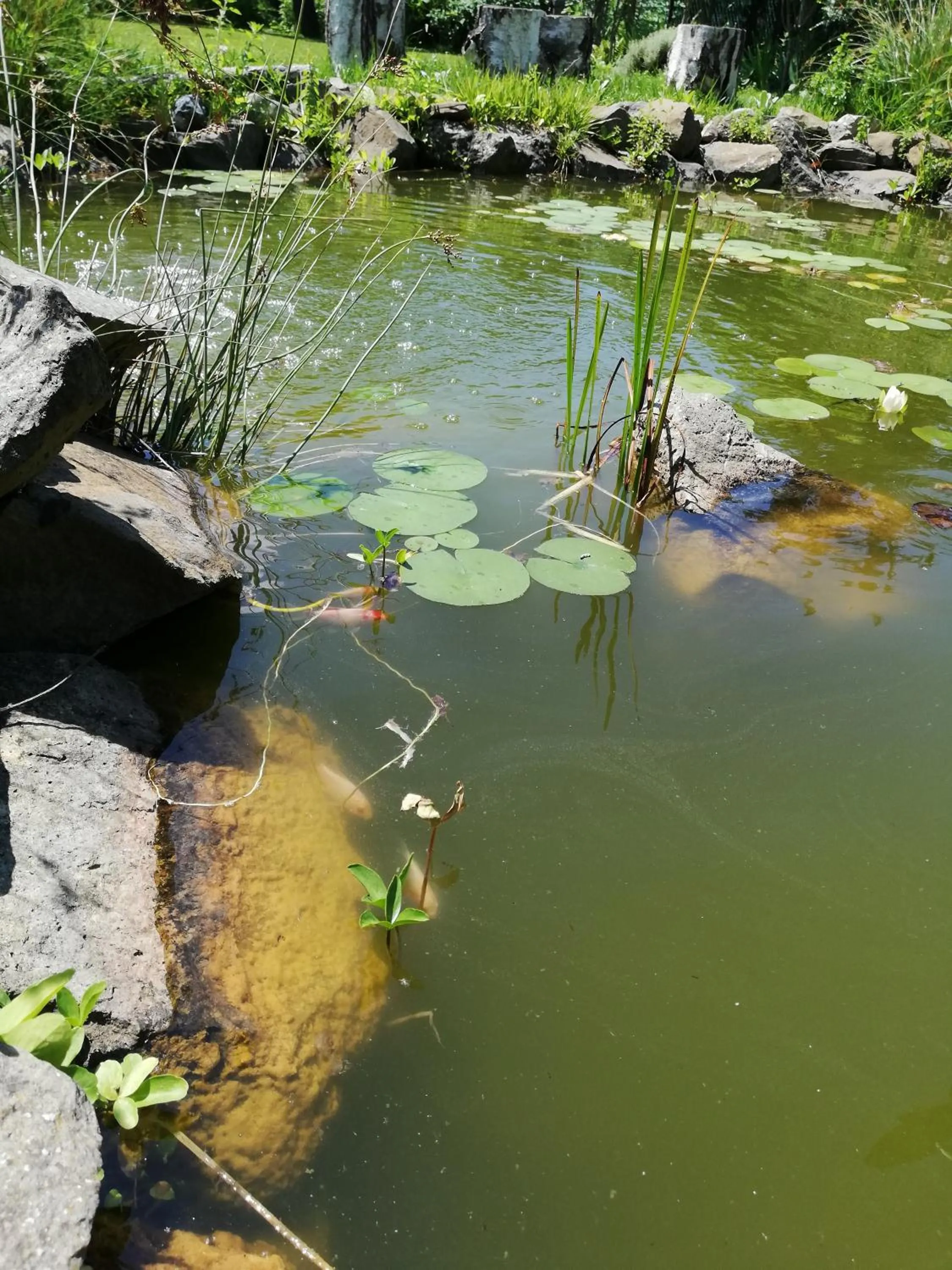 Garden in Studio Apartments Korosteljev