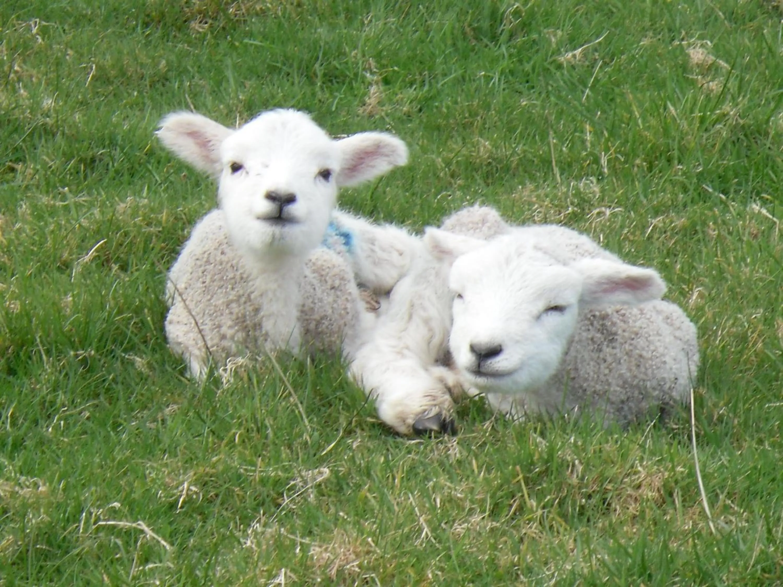 Animals in Rectory Farm