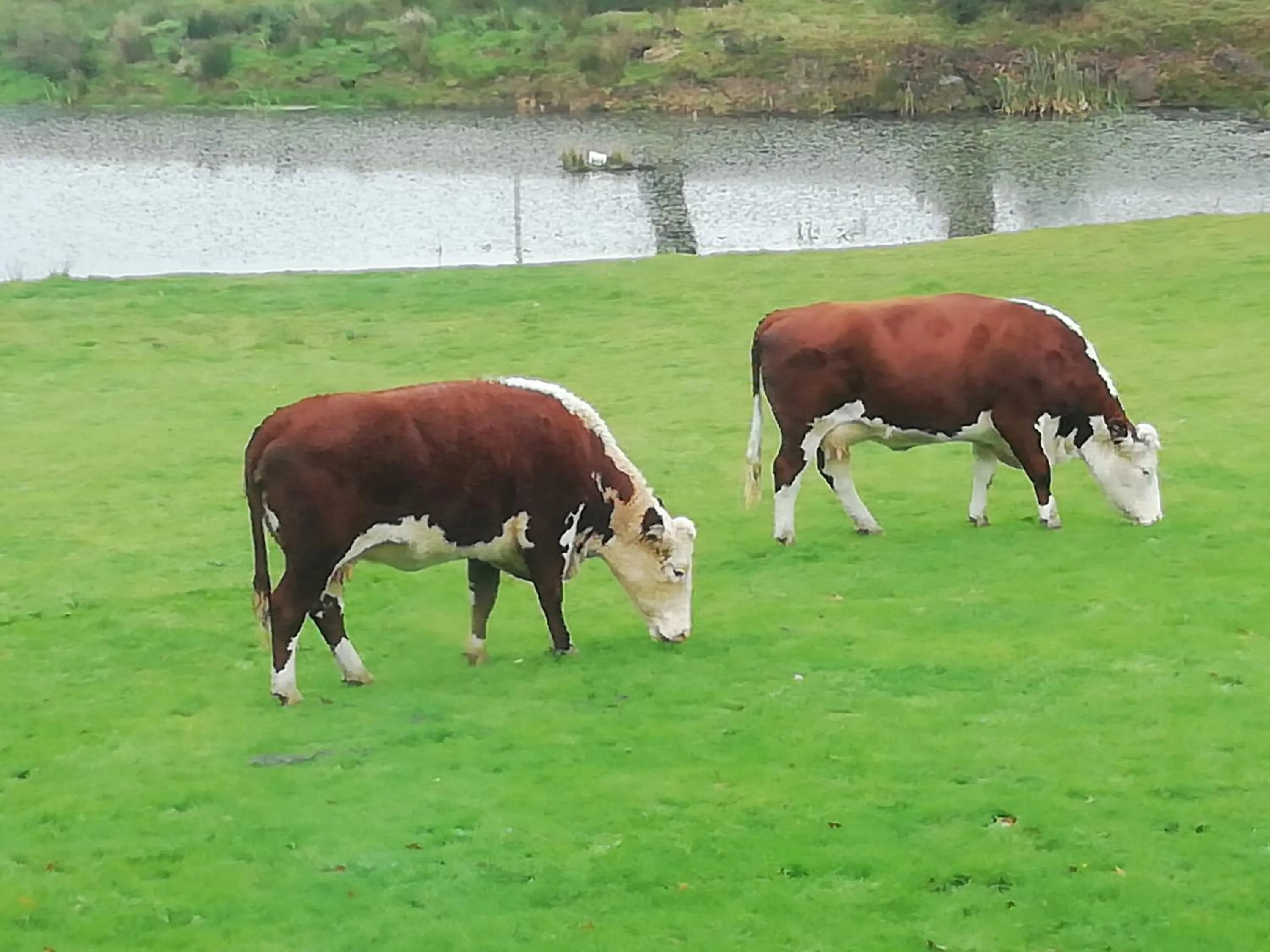Animals in Rectory Farm
