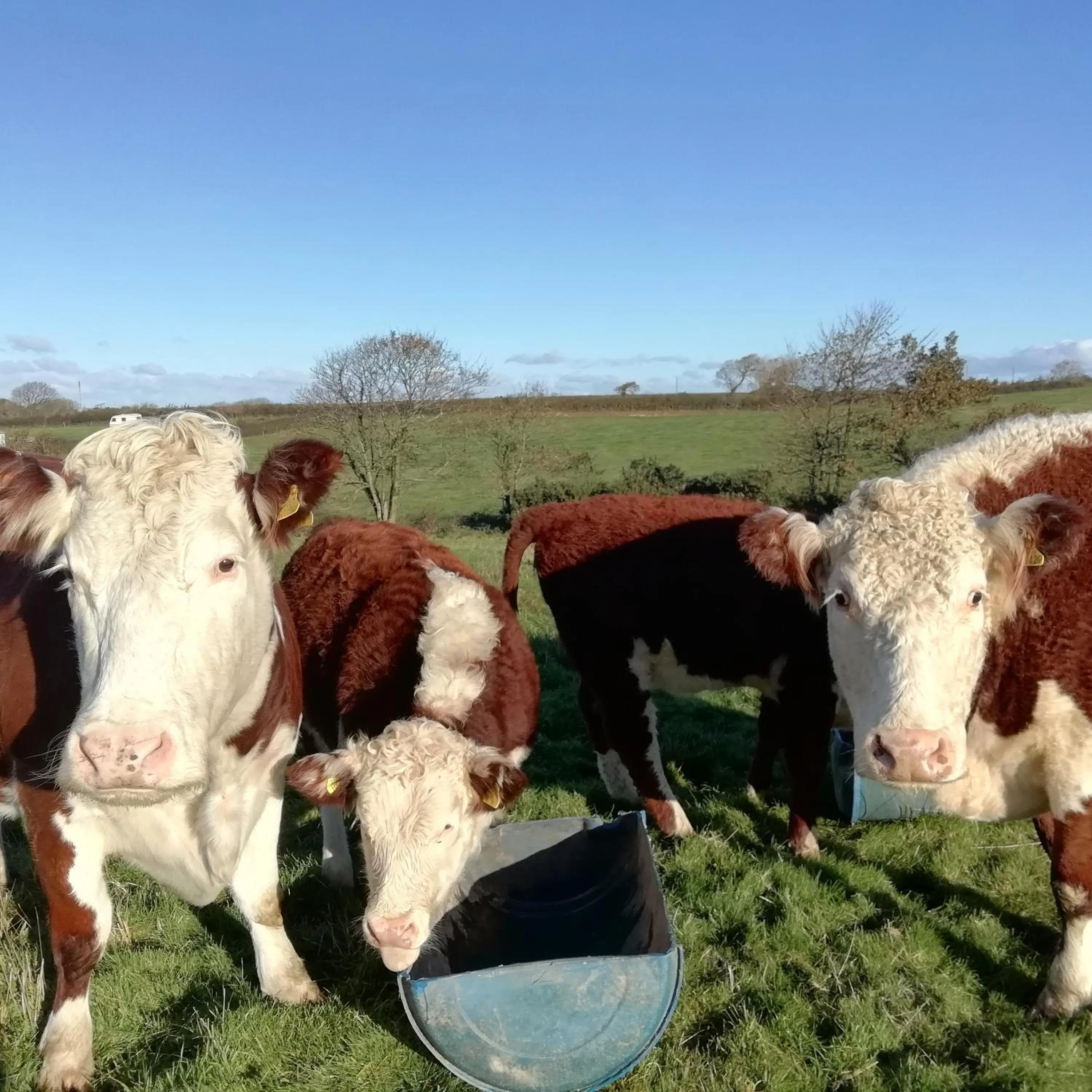 Animals in Rectory Farm