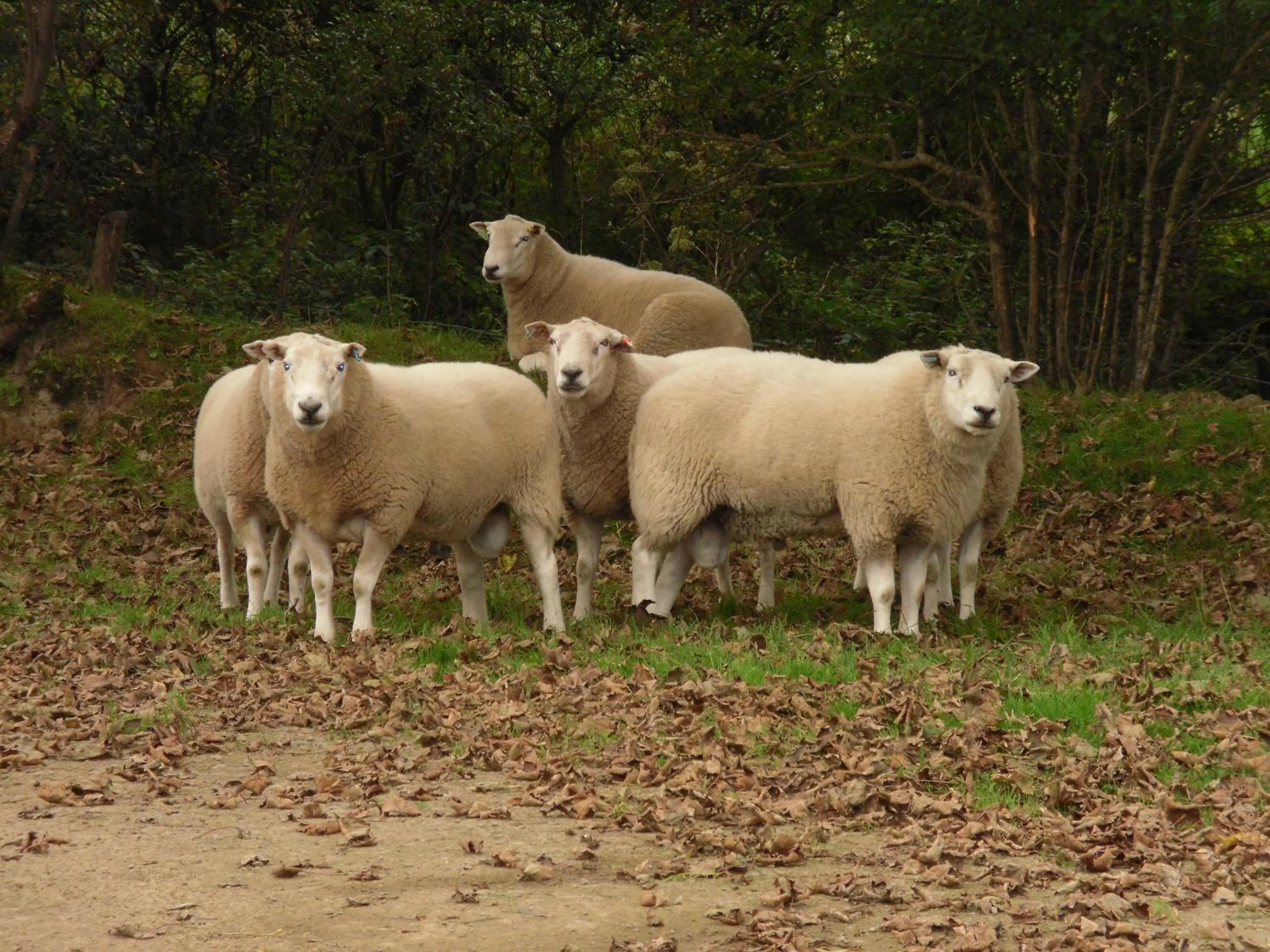 Animals in Rectory Farm