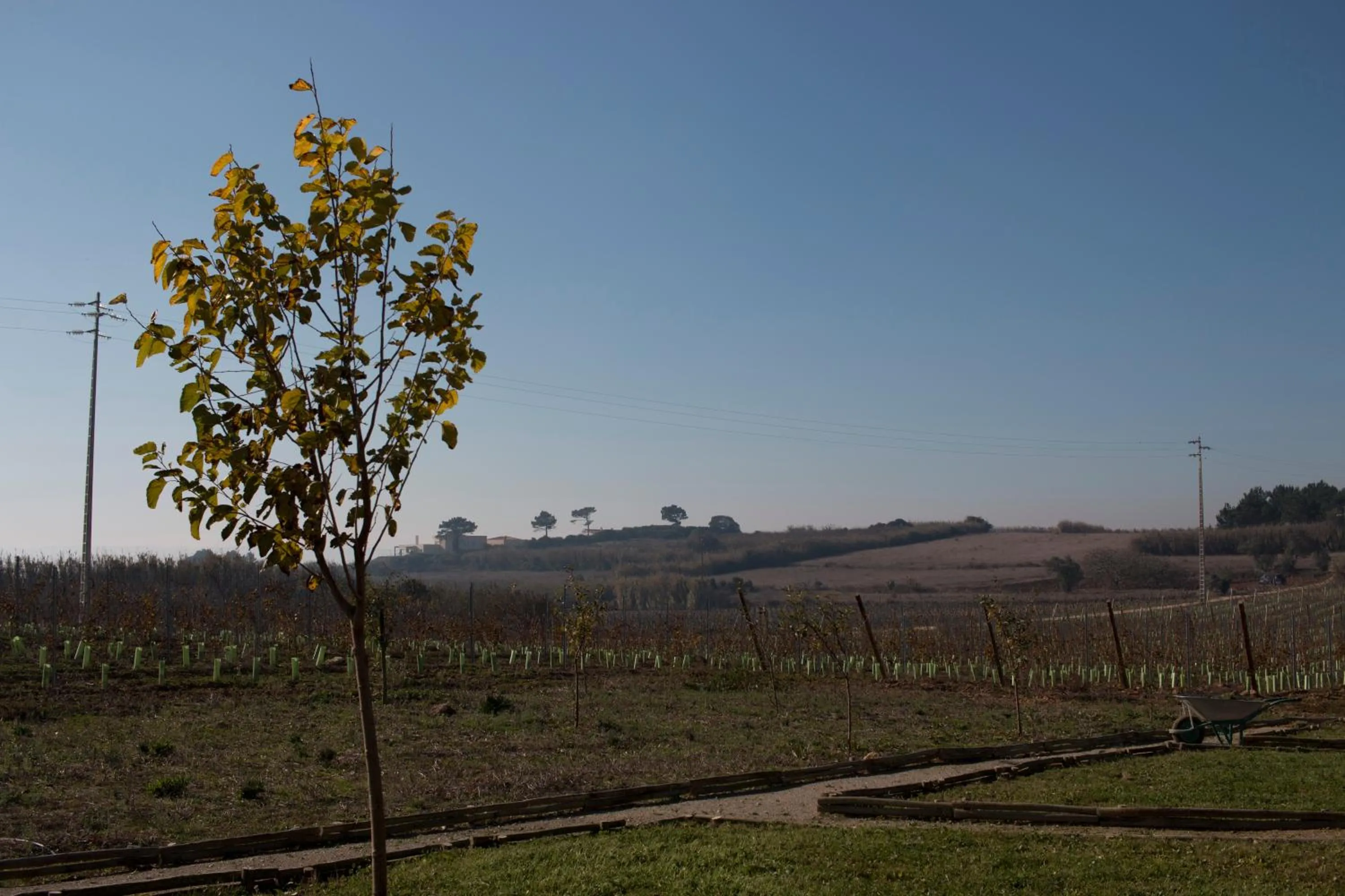 Spring in Entre Vinhas & Mar