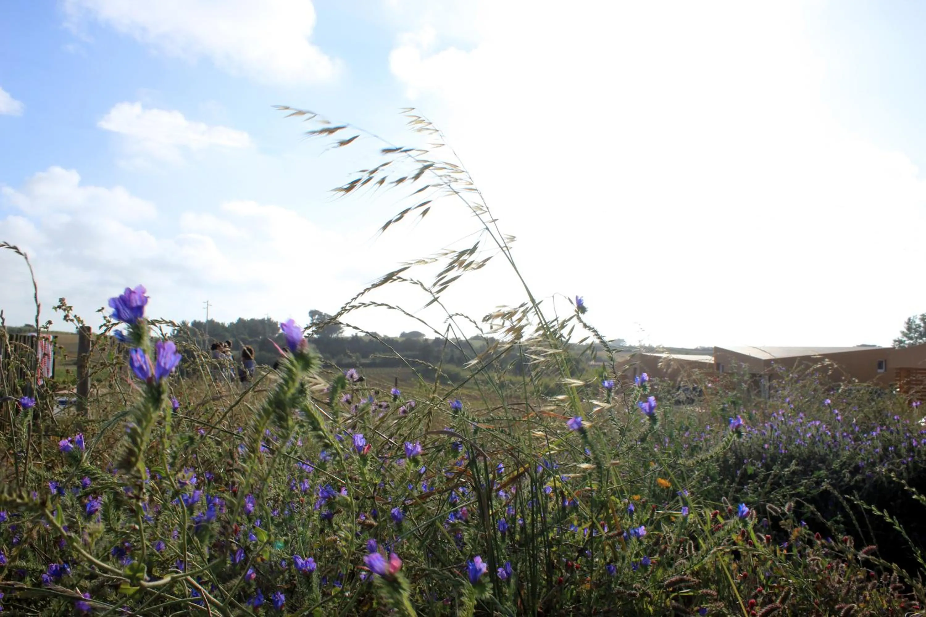 Garden in Entre Vinhas & Mar