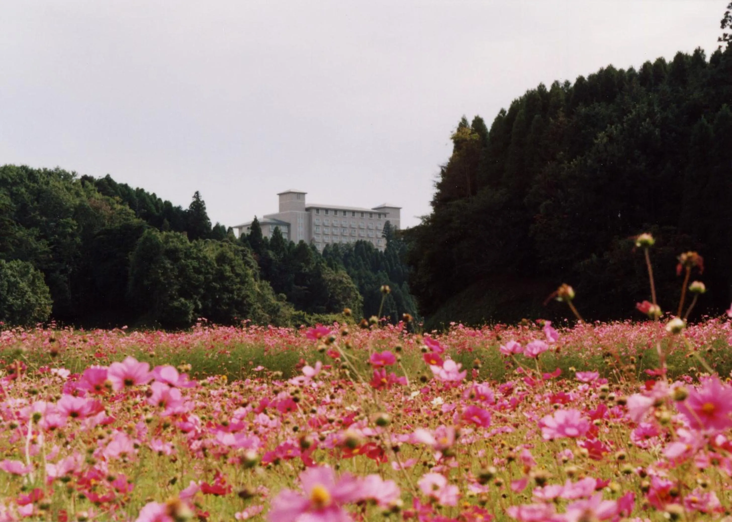 Natural landscape in Okura Akademia Park Hotel