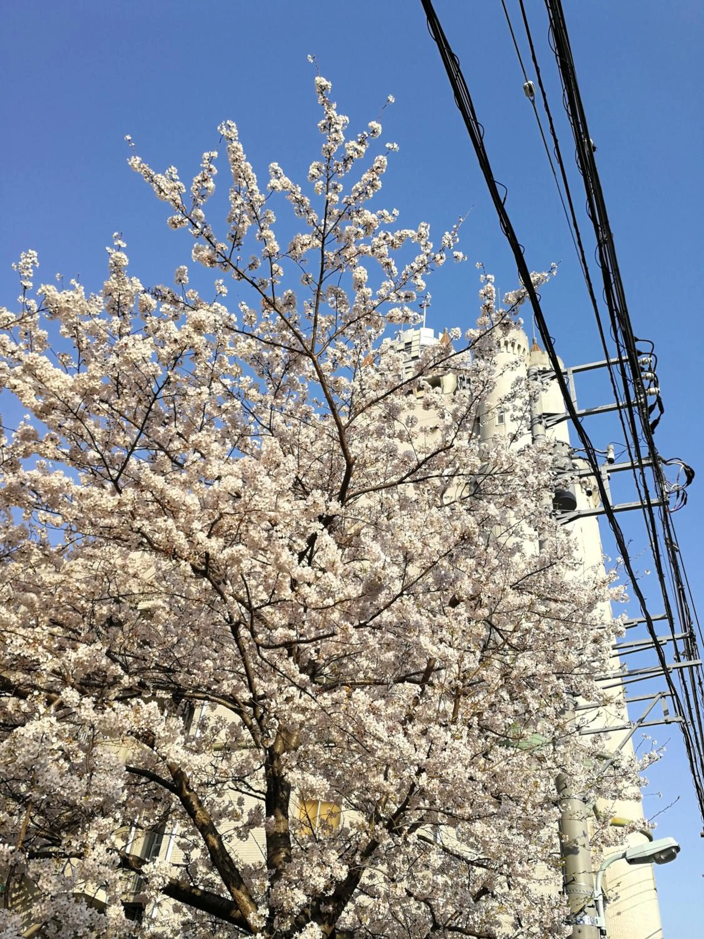 Spring in Meguro Emperor (Adult Only)