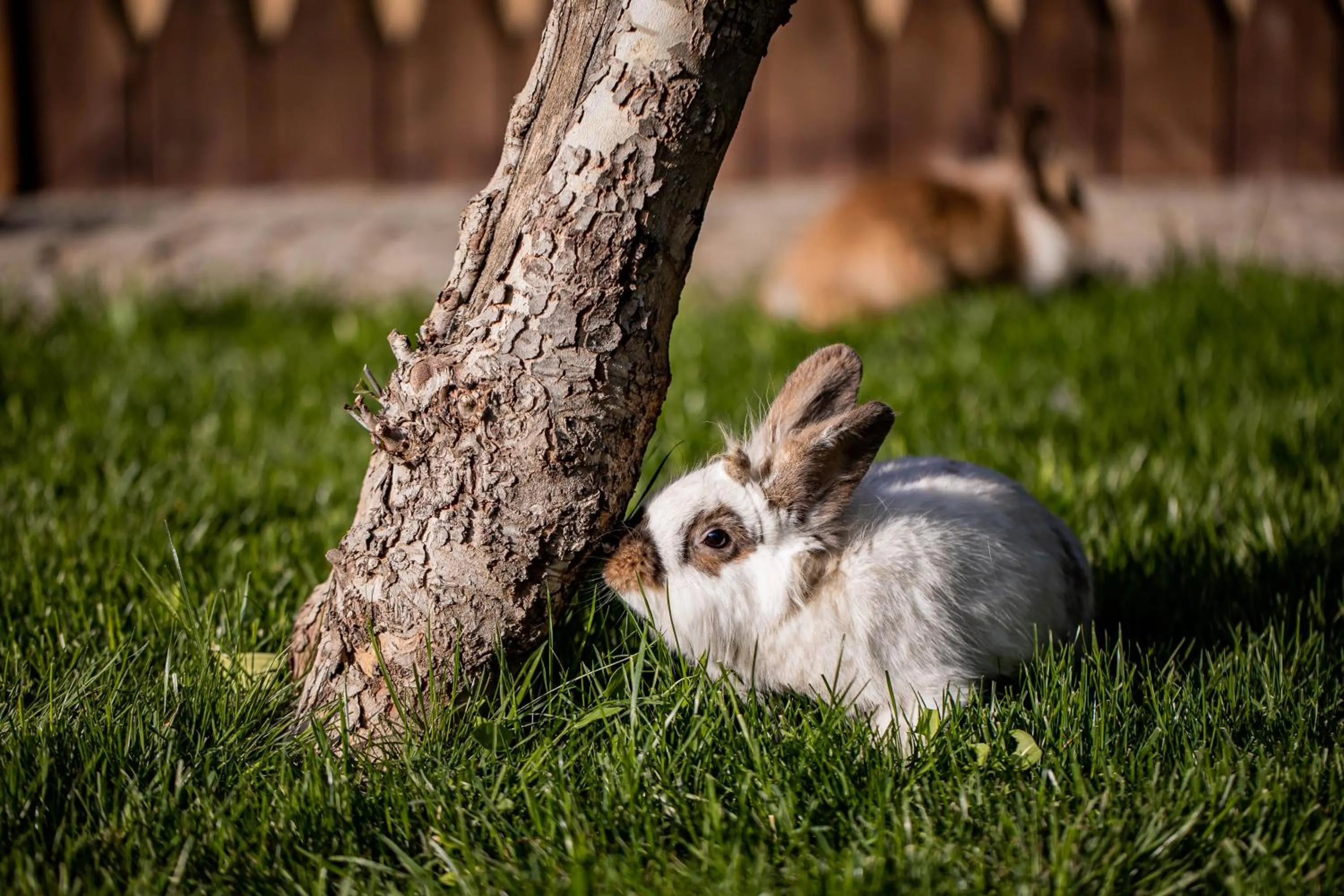 Animals in Gradina Snagov