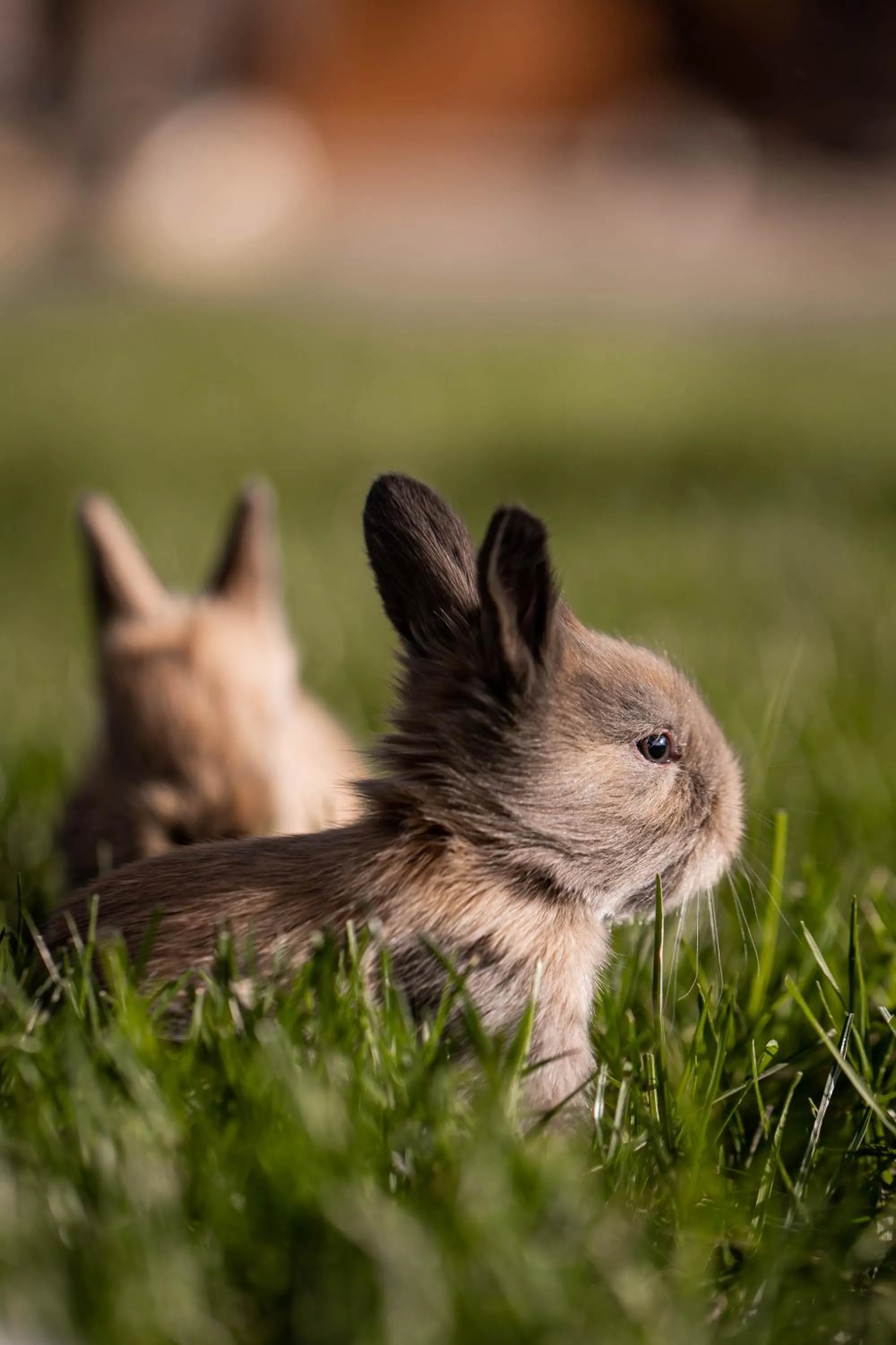 Animals in Gradina Snagov