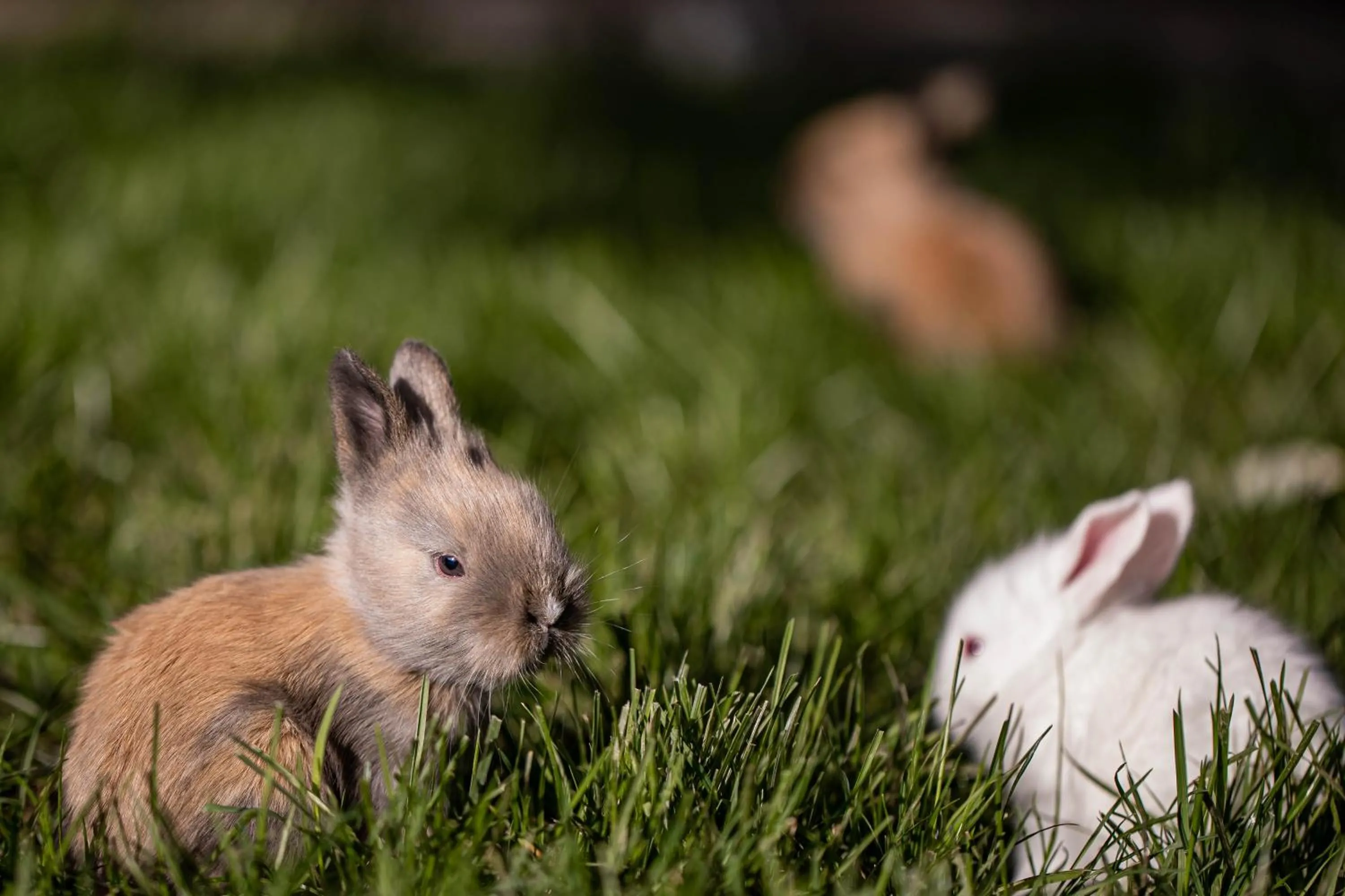 Animals in Gradina Snagov
