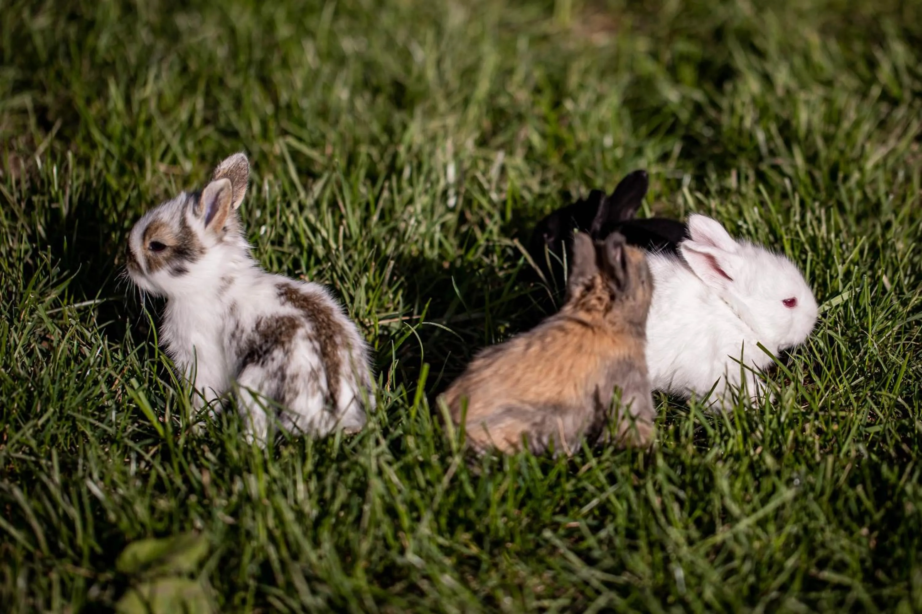 Animals in Gradina Snagov