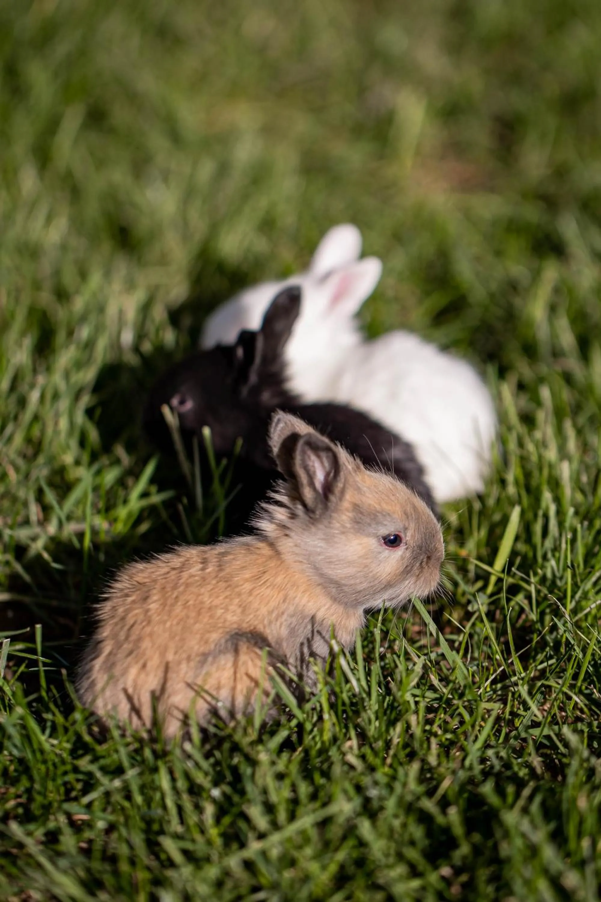 Animals in Gradina Snagov