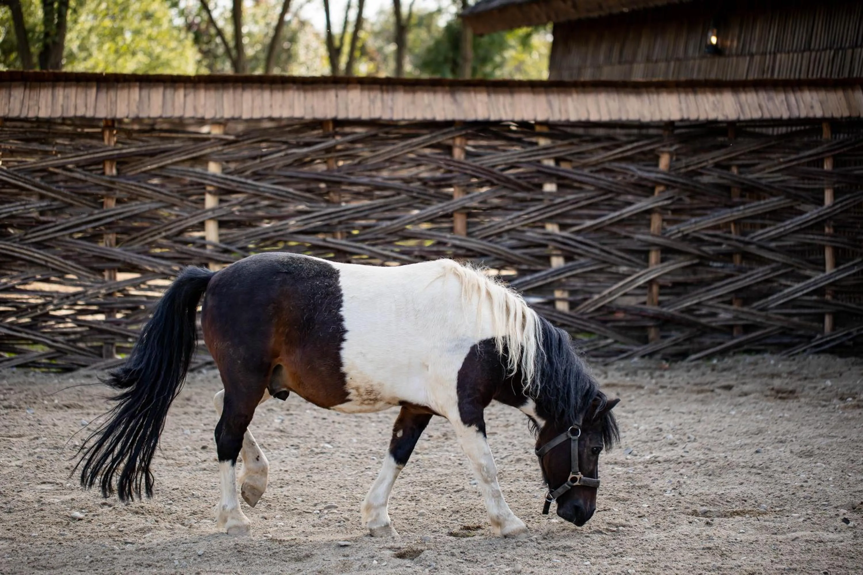 Animals in Gradina Snagov