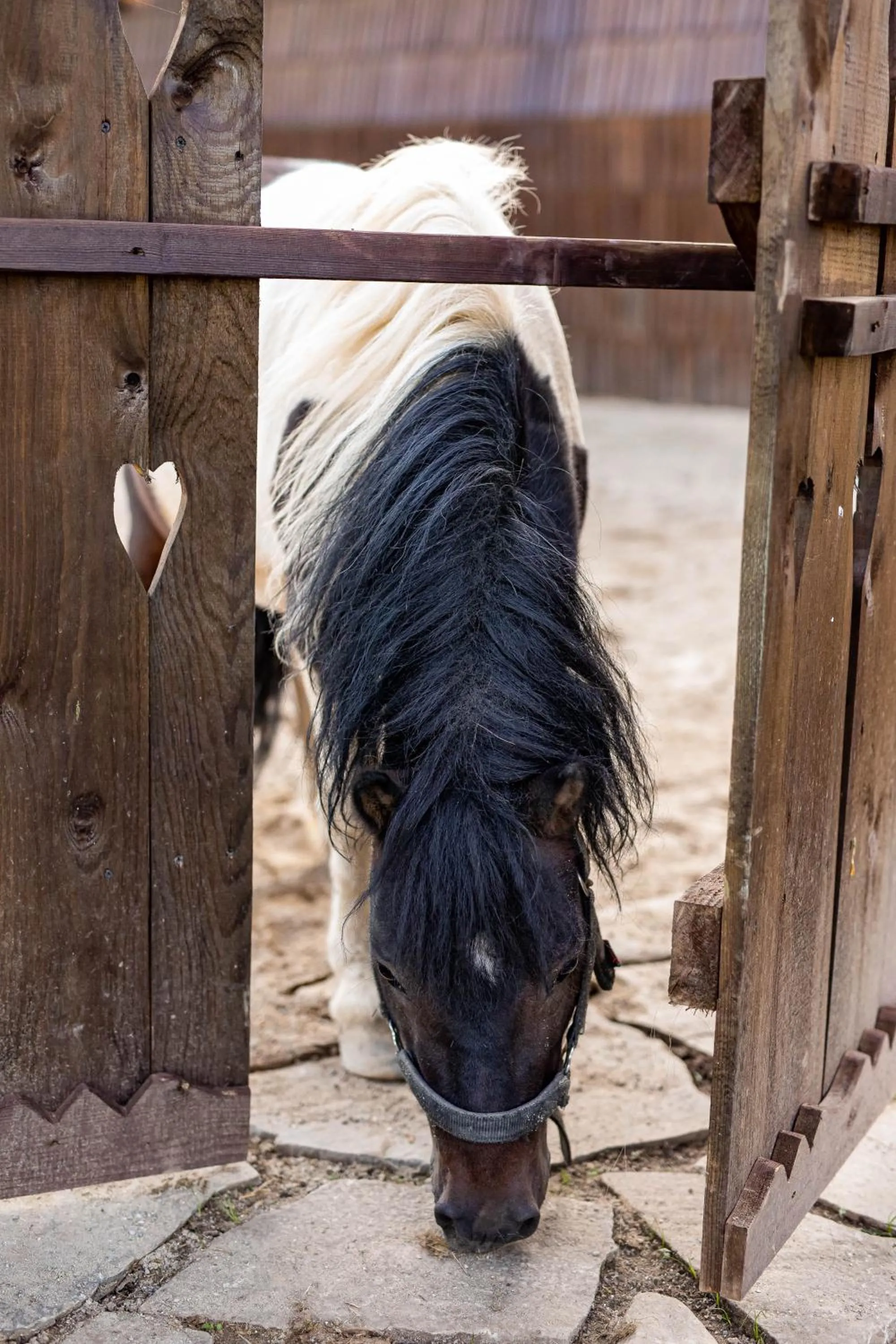 Animals in Gradina Snagov