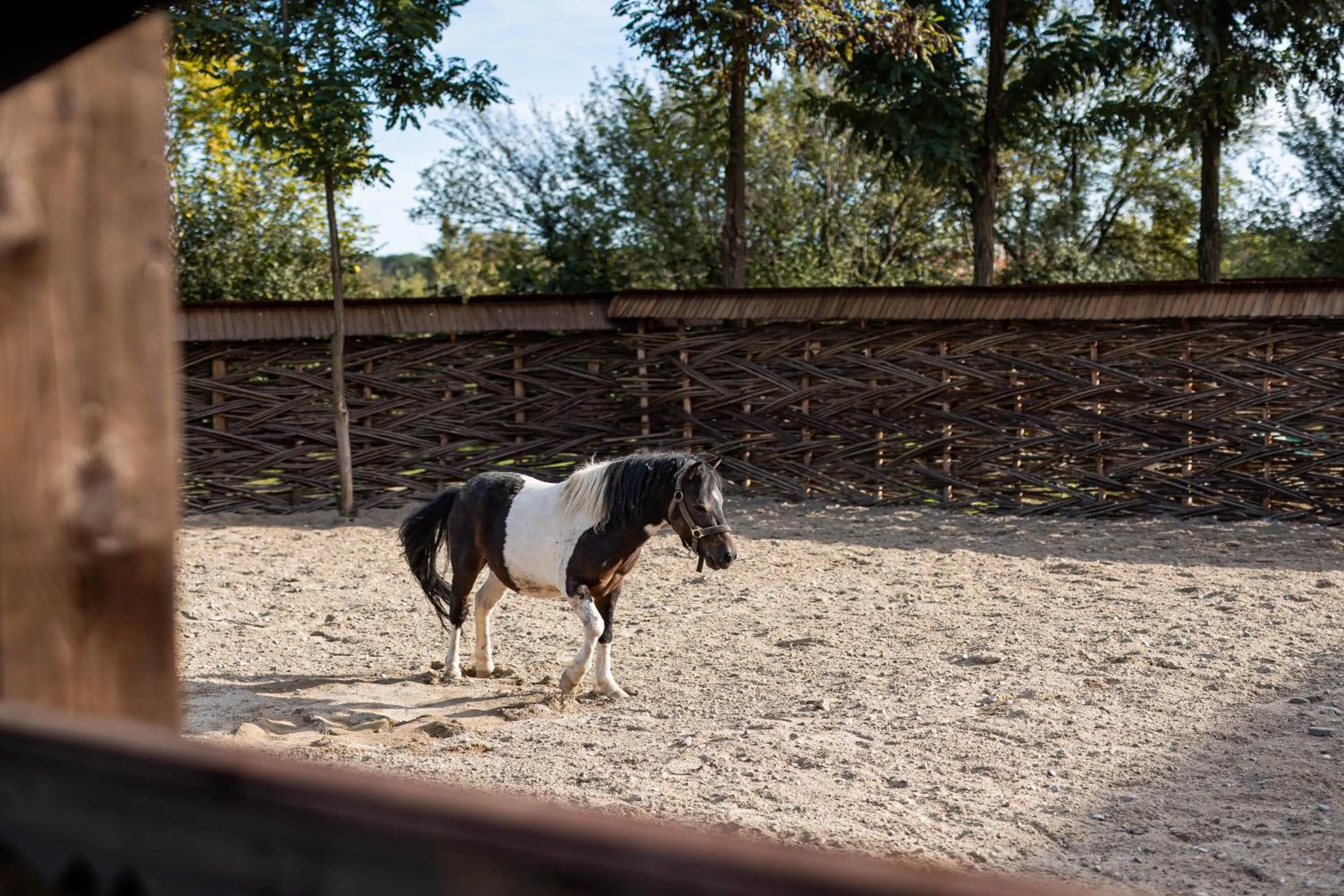 Animals in Gradina Snagov