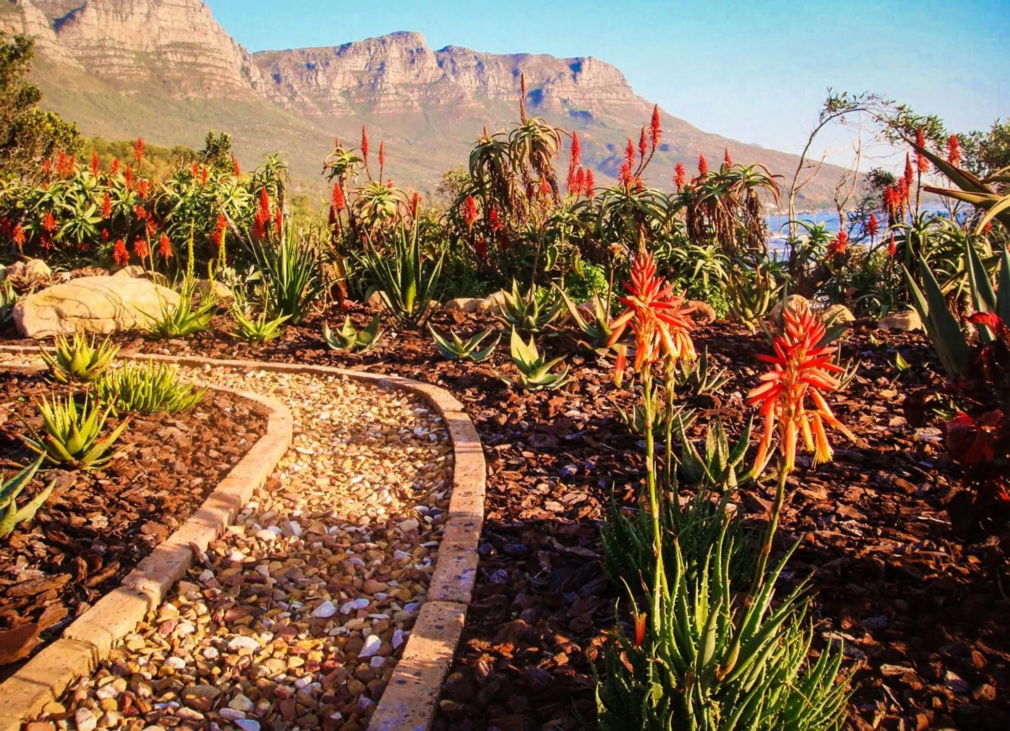 Garden in Ocean View House
