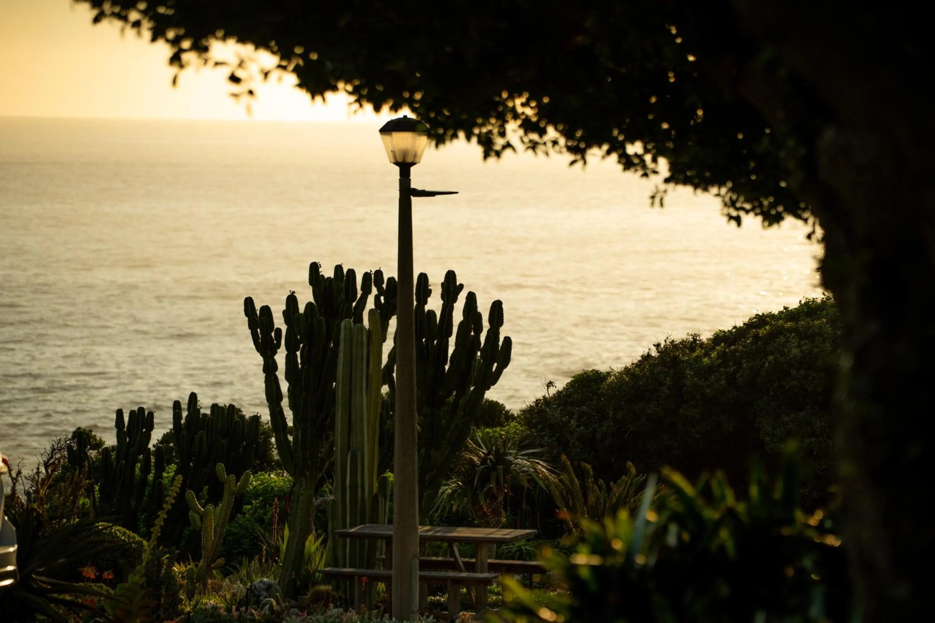 Garden in Ocean View House